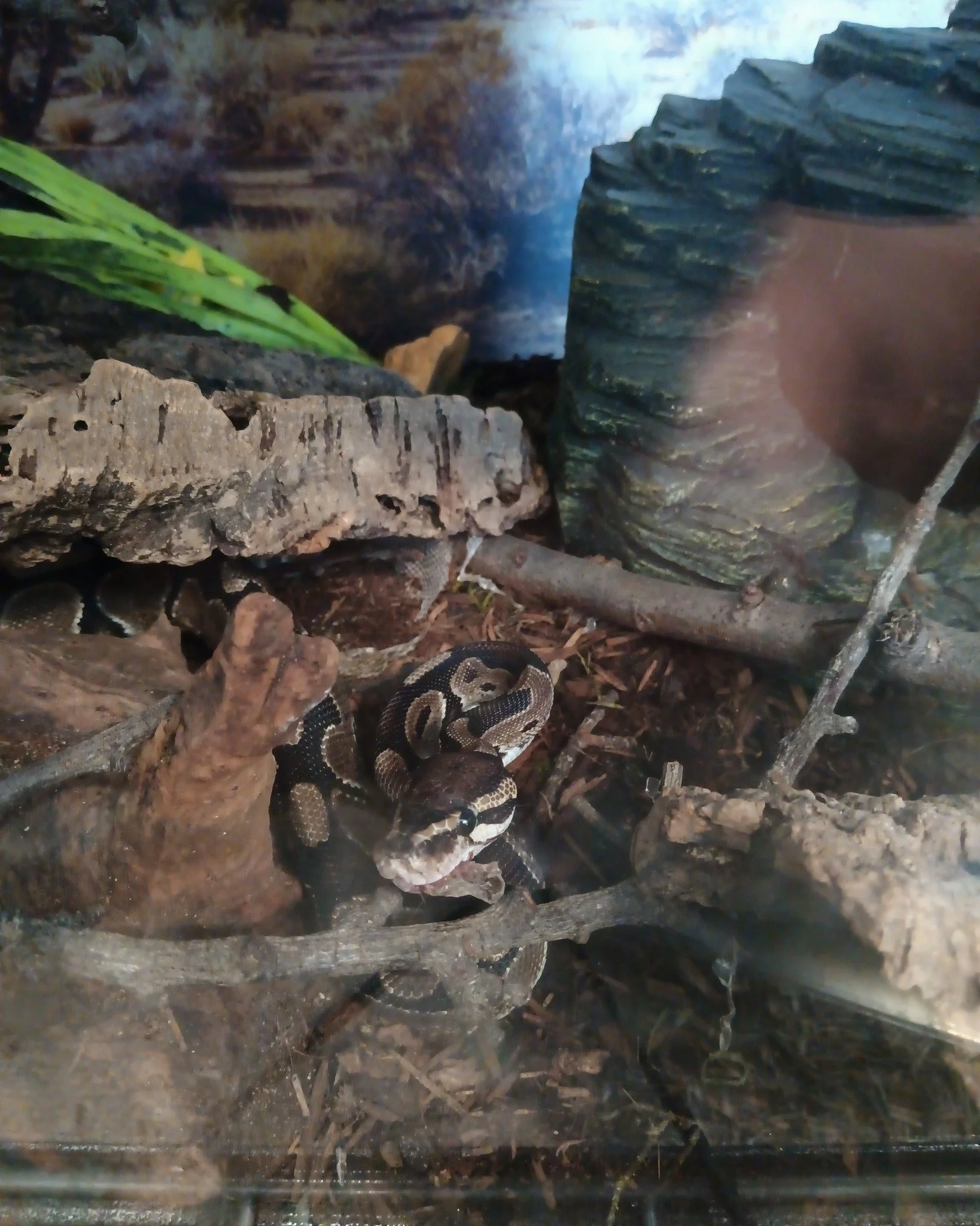 Biggy the ball python who might be being posted for the first time? Either way he's making an entrance, he's usually curled up but does have a curious spirit.
 #ReptileRescue #nonprofit #reptilelover #reptilesforadoption #ForeverHome #adopt #adoption