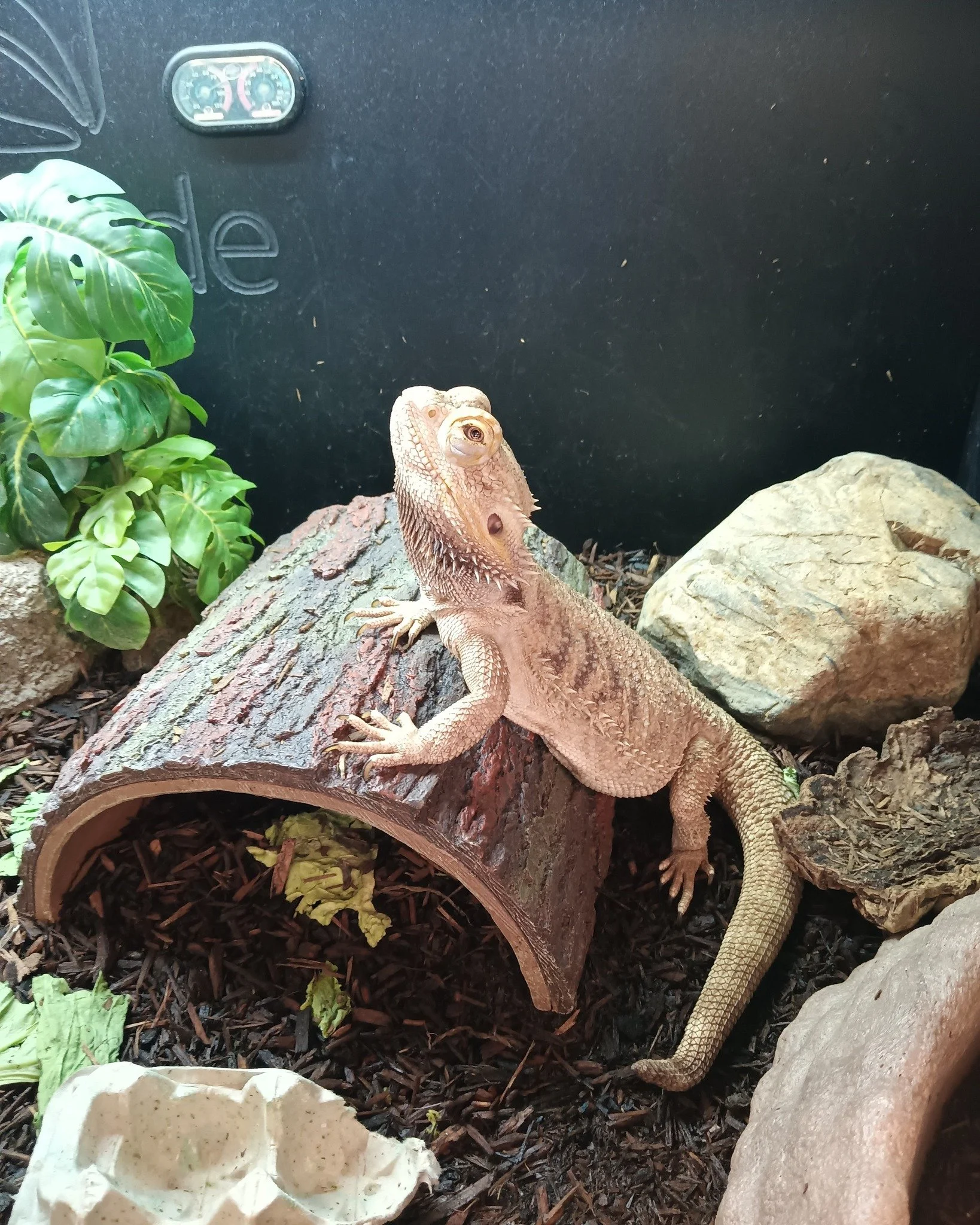 Photo haul of Mushroom who is our beloved beardie friend, he loves getting out of his tank and exploring and is a big fan of worms.
 #beardies #beardie #ReptileRescue #nonprofit #reptilelover #reptilesforadoption #ForeverHome #adopt #adoption #adopta