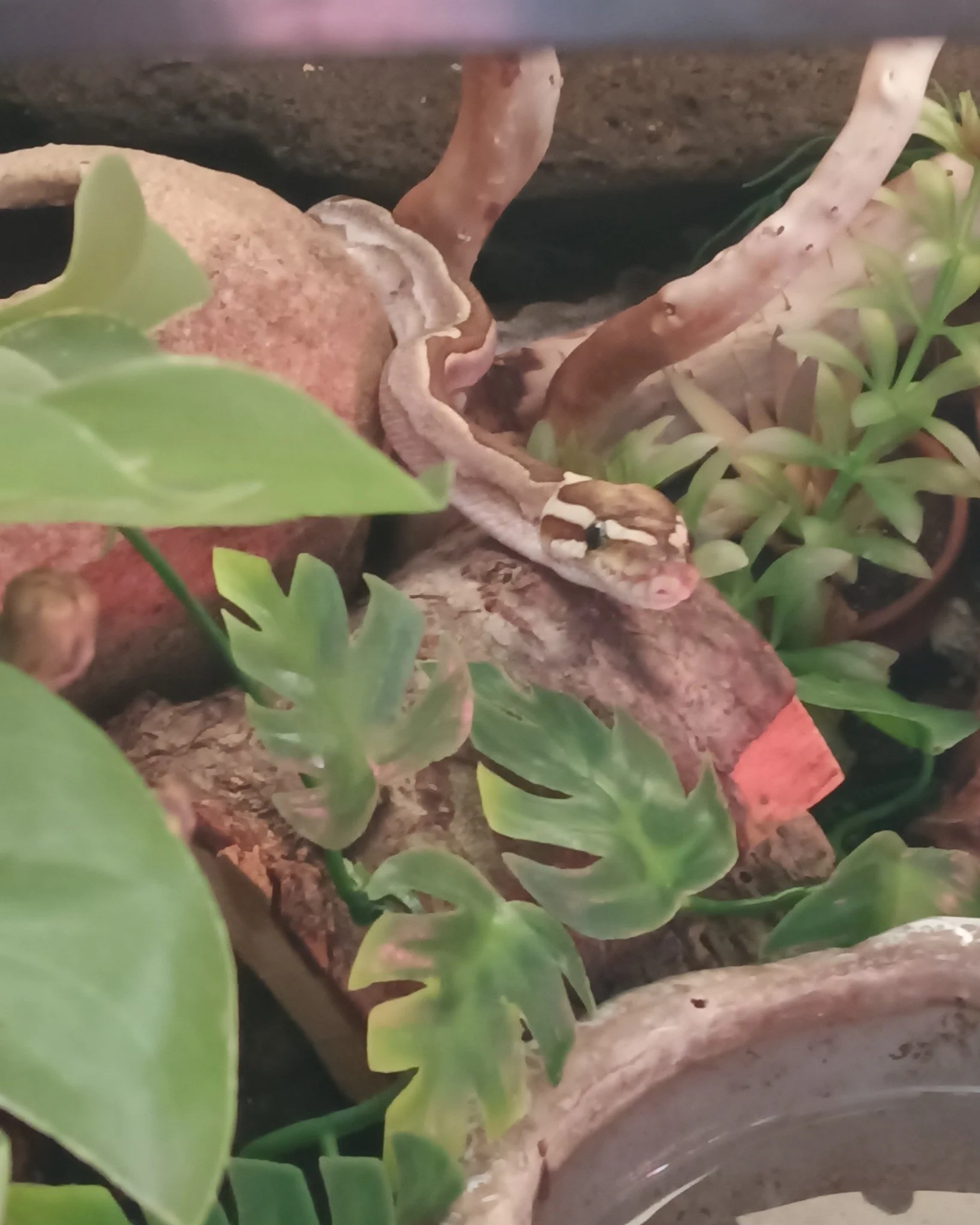 Wasonbon, sounds like a desert, but he's not for eating, he's a happy little dude in his nicely decorated tank.
 #ReptileRescue #nonprofit #reptilelover #reptilesforadoption #ForeverHome #adopt #adoption #adoptable #upforadoption #reptile #snake #bal