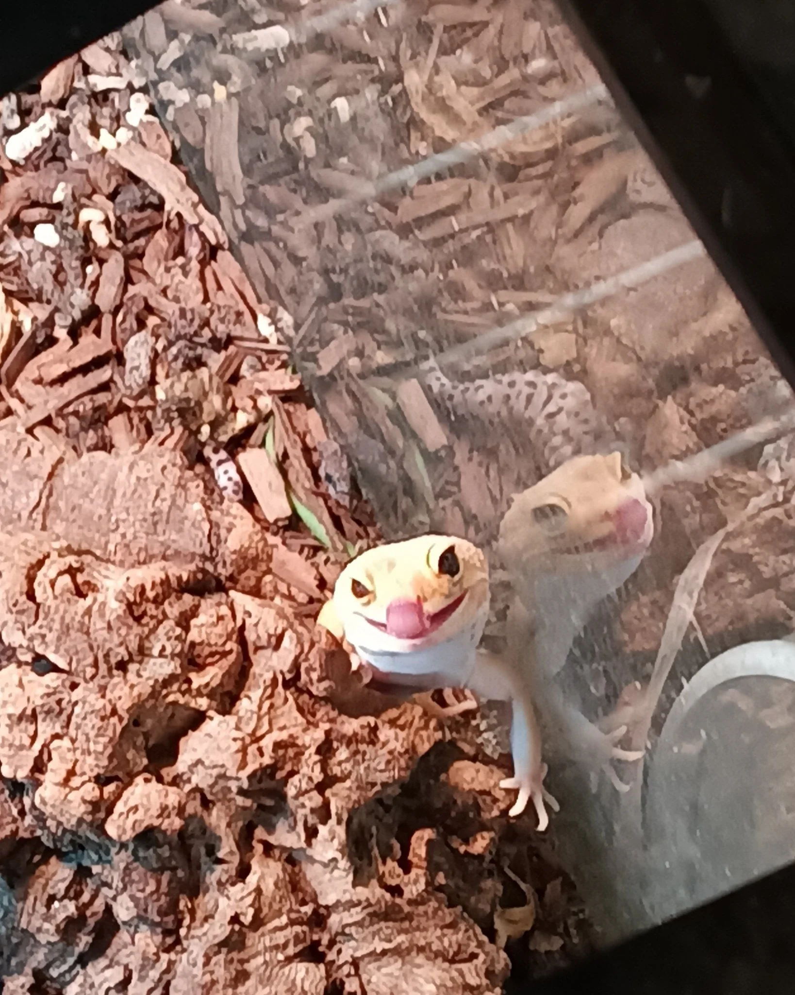 Skibidi the leopard gecko who likes to fight the water whenever he's getting his water refreshed.
 #ReptileRescue #nonprofit #reptilelover #reptilesforadoption #ForeverHome #adopt #adoption #adoptable #upforadoption #reptile #leopardgecko #geckos #Ge
