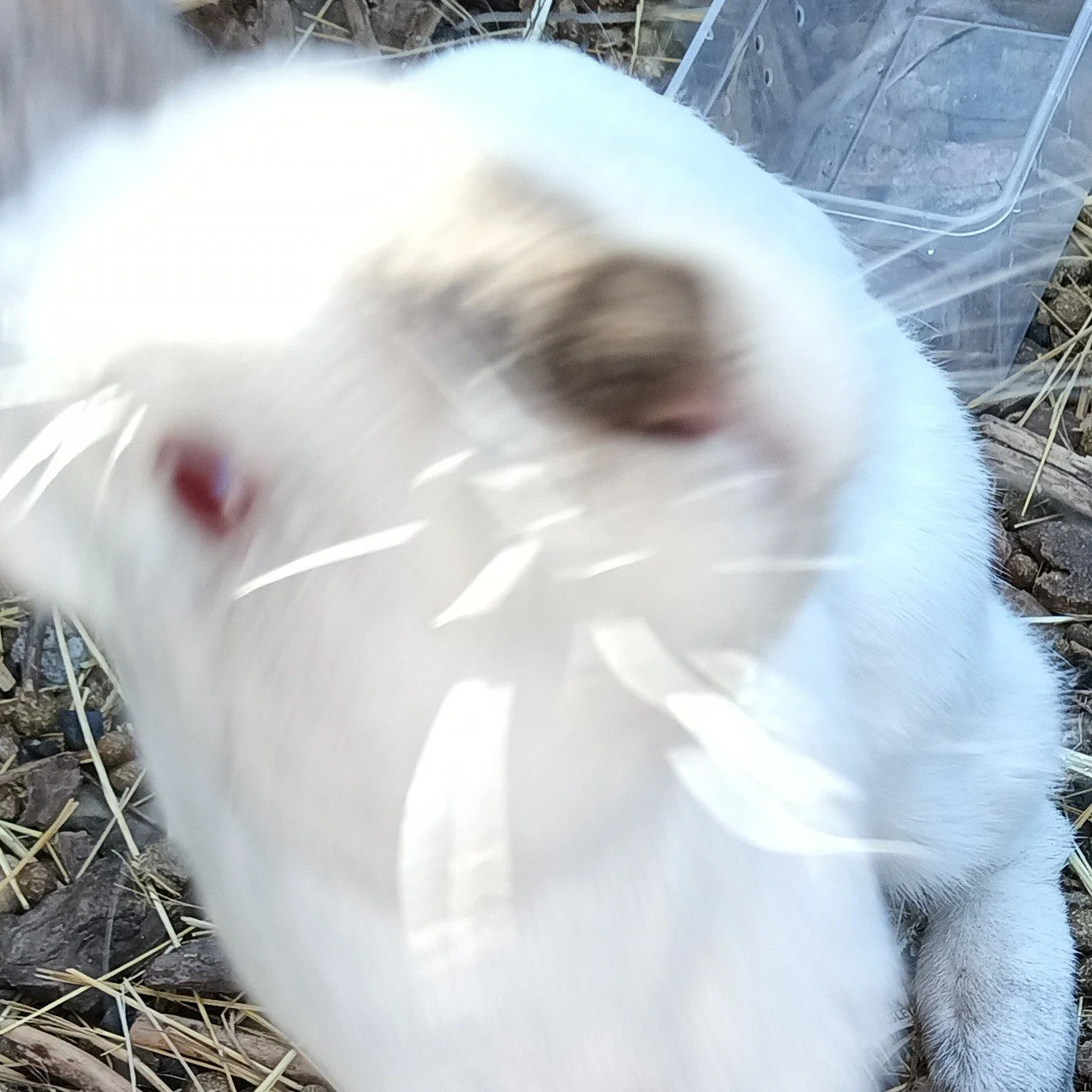 This is Olive, she loves being around others and loves food, she's a purebred Californian rabbit.
 #ReptileRescue #nonprofit #reptilelover #reptilesforadoption #ForeverHome #adopt #adoption #adoptable #upforadoption #reptile #rabbitforadoption #rabbi