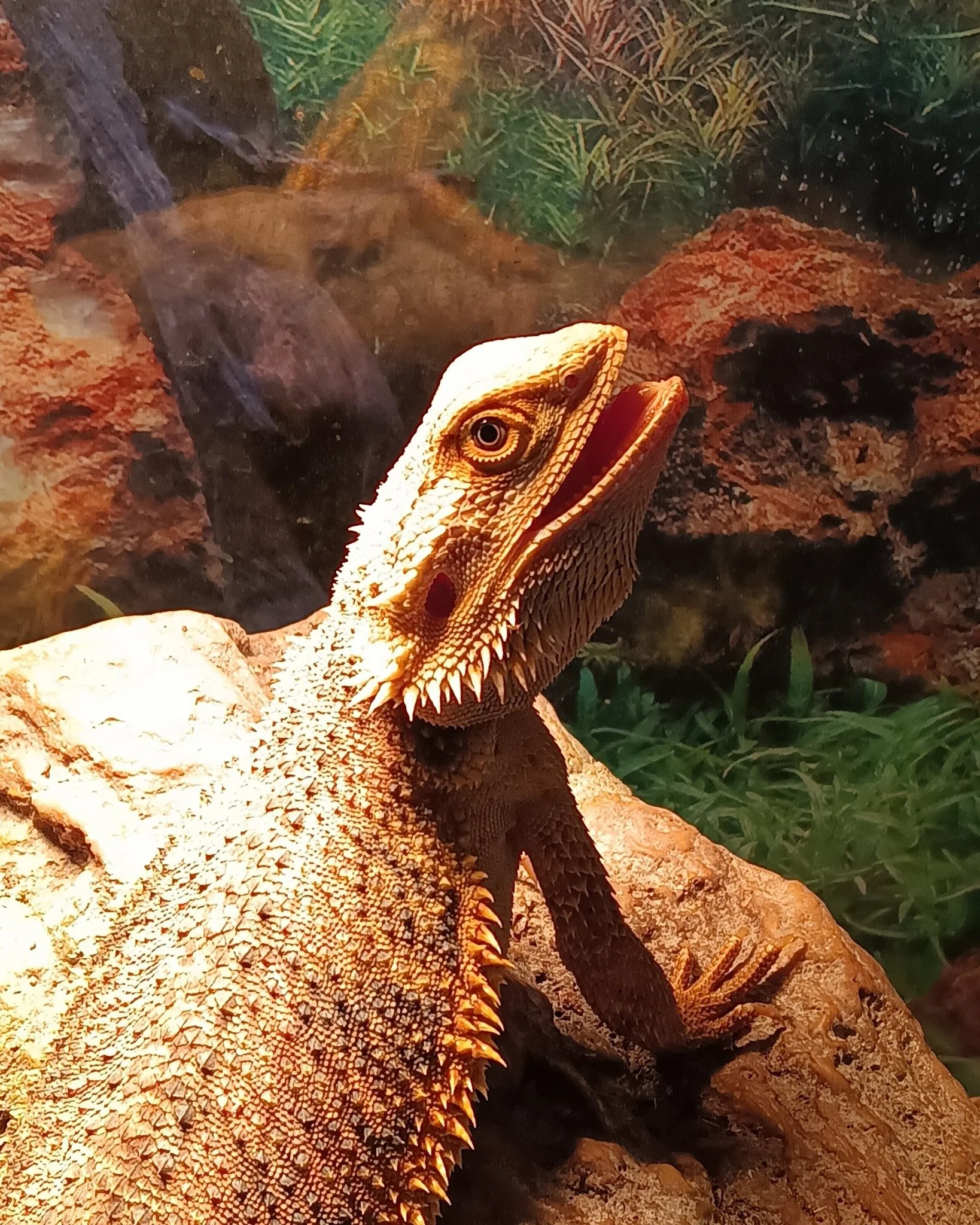 Juni-Jitters the bearded dragon, she's a jumper but that makes sense for her.
 #ReptileRescue #nonprofit #reptilelover #reptilesforadoption #ForeverHome #adopt #adoption #adoptable #upforadoption #reptile #beardies #beardie #beardie #beardeddragon 
H