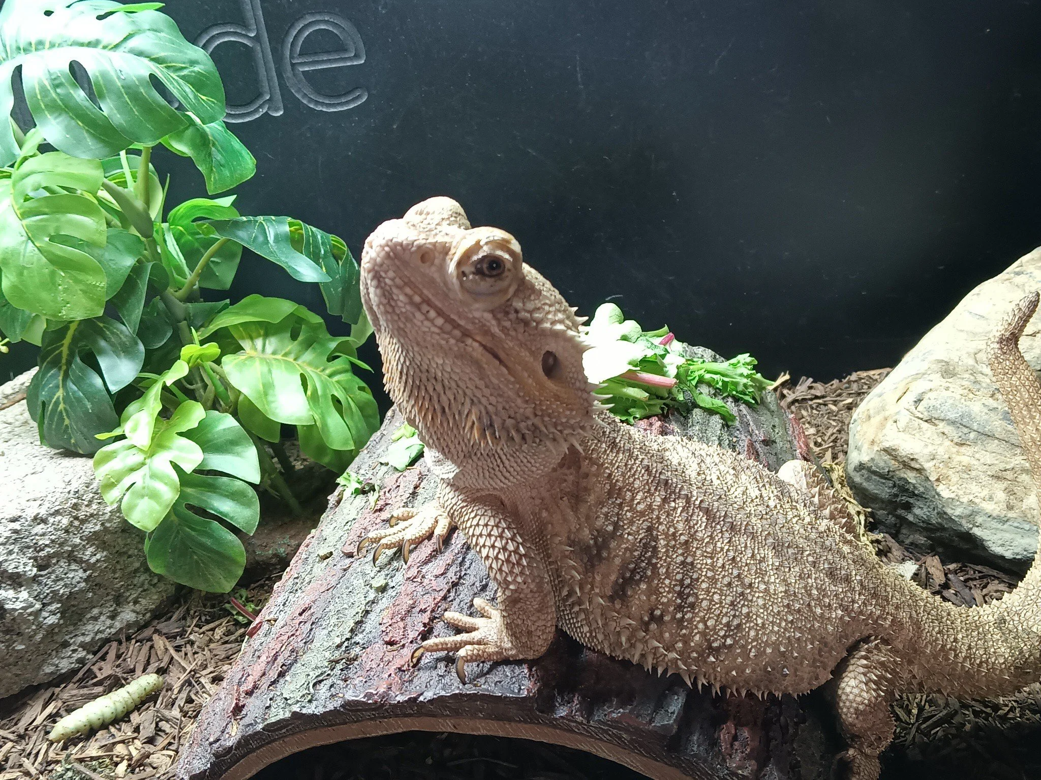 Mushroom 🍄 
 #beardies #beardie #beardeddragon #ReptileRescue #nonprofit #reptilelover #reptilesforadoption #ForeverHome #adopt #adoption #adoptable #upforadoption #reptile 
Herpaderp is a nonprofit organization who's main focus is helping and rehom