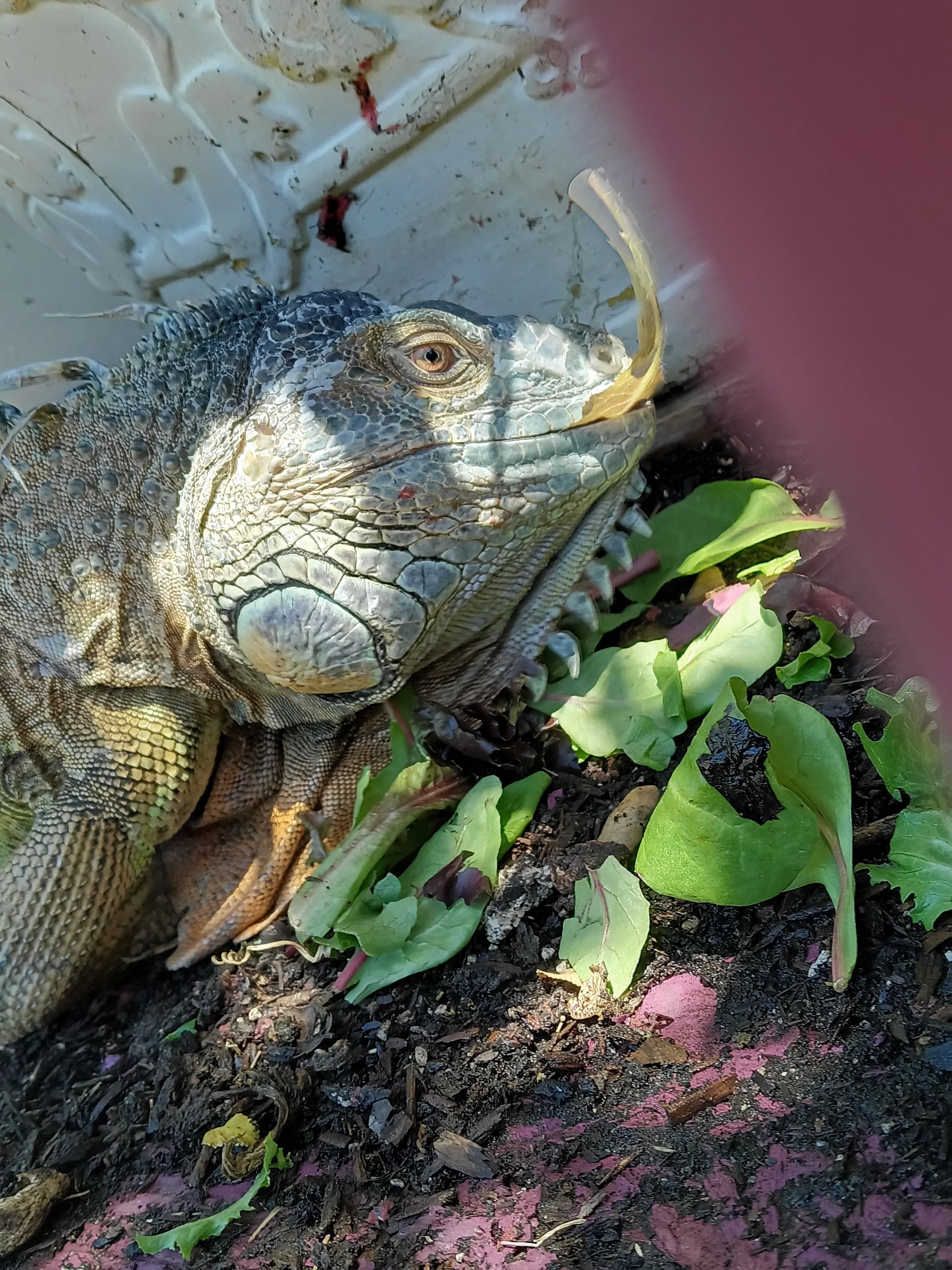 Very food positive Green Iguana.