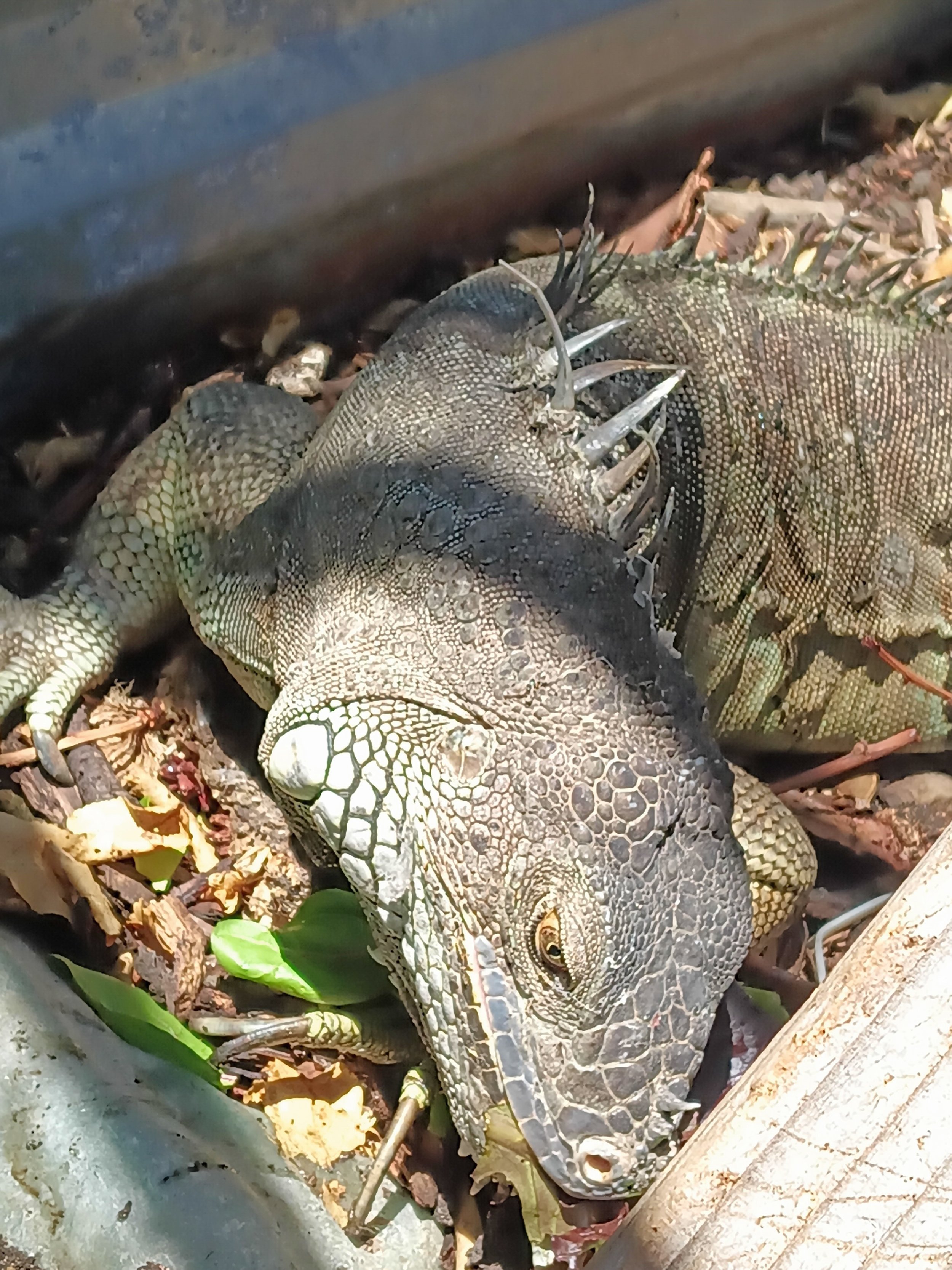 (Red) Green Iguana