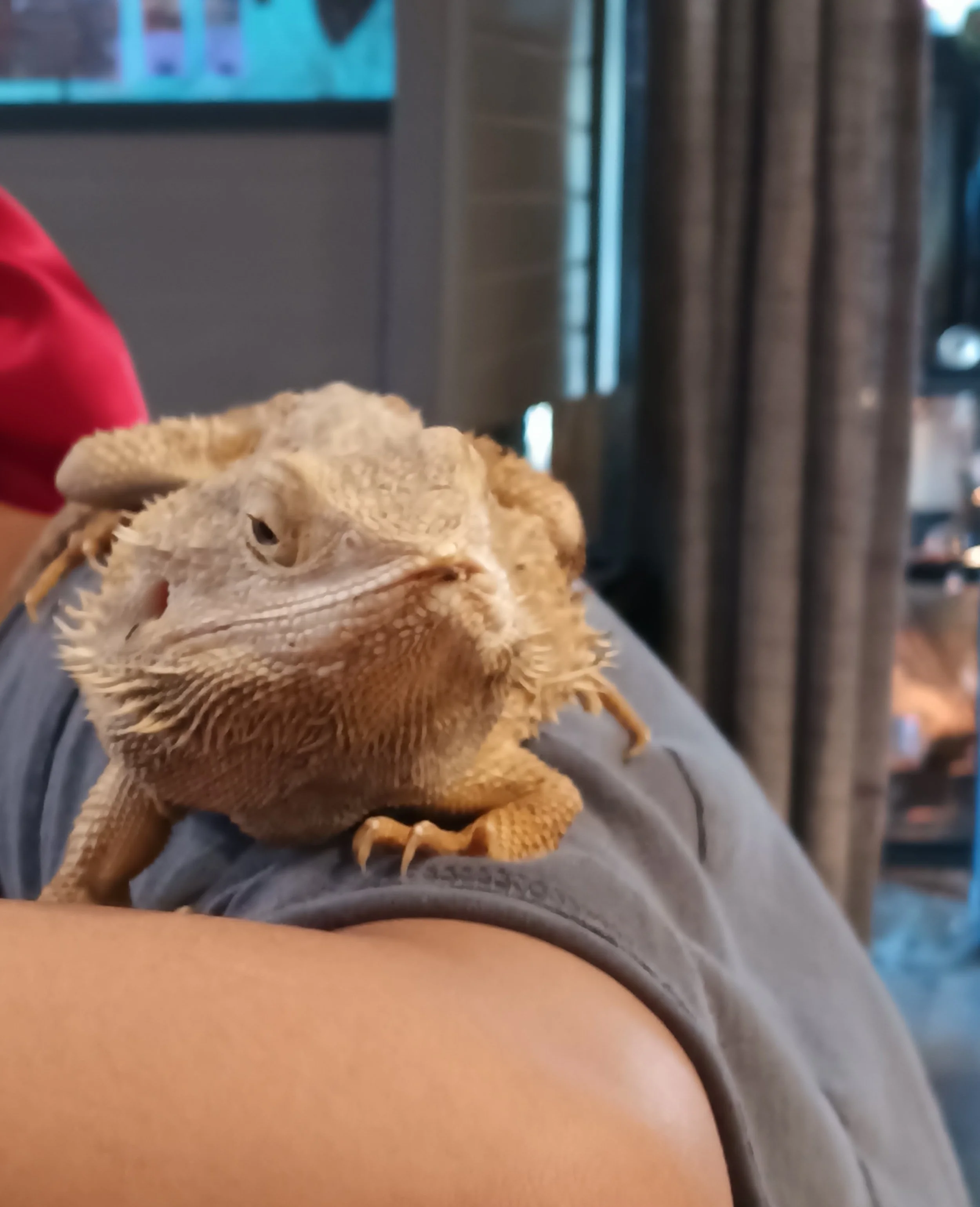 Bearded Dragon