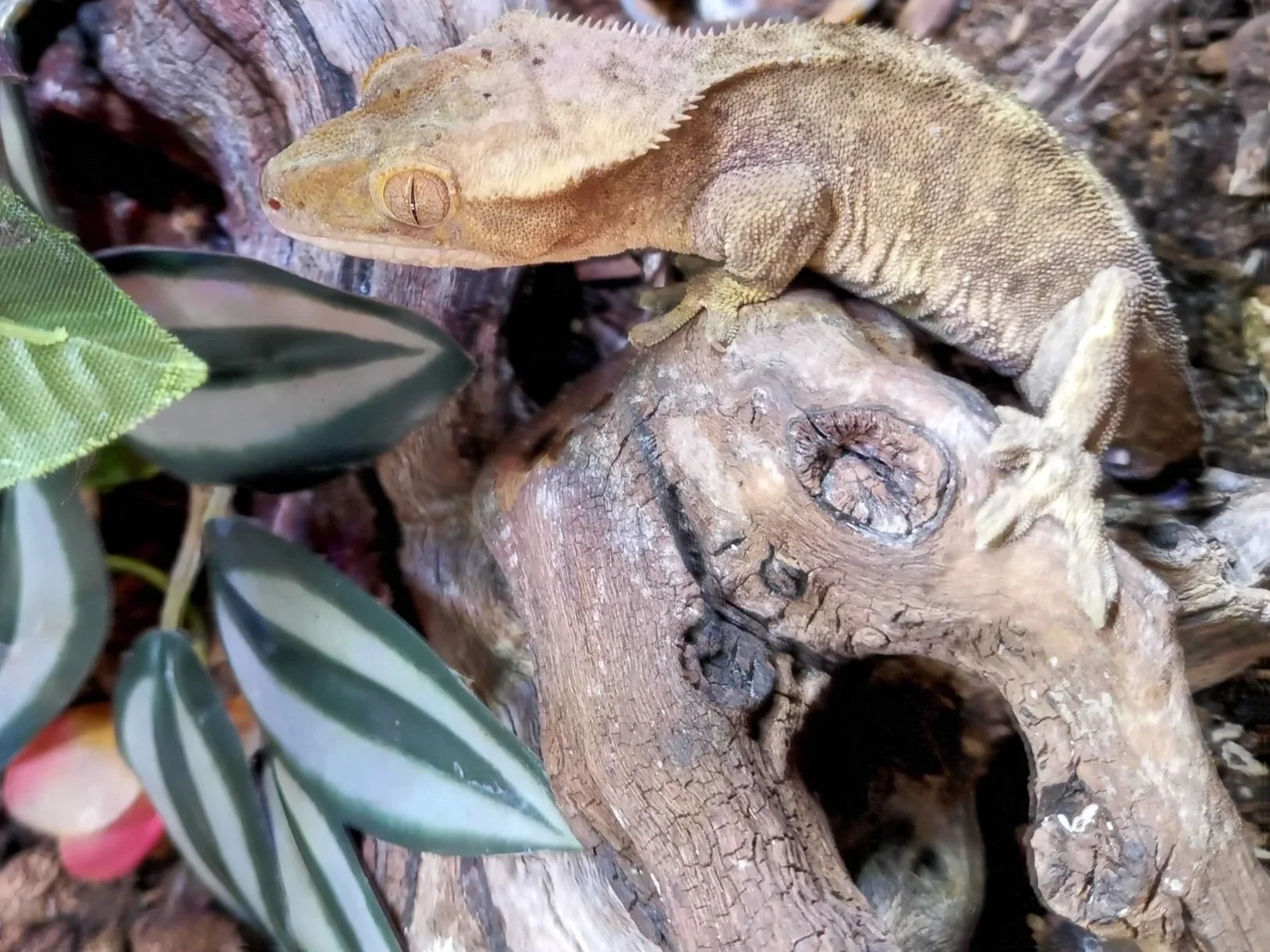 crested gecko