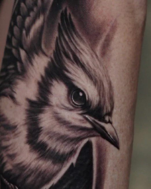 Blue jays aren&rsquo;t actually blue. Their feathers have no blue pigment &mdash; microscopic structures scatter light to make them appear blue. If you crush a feather, the blue disappears and it turns brownish-gray. @thetattooconnect @tattystick @in