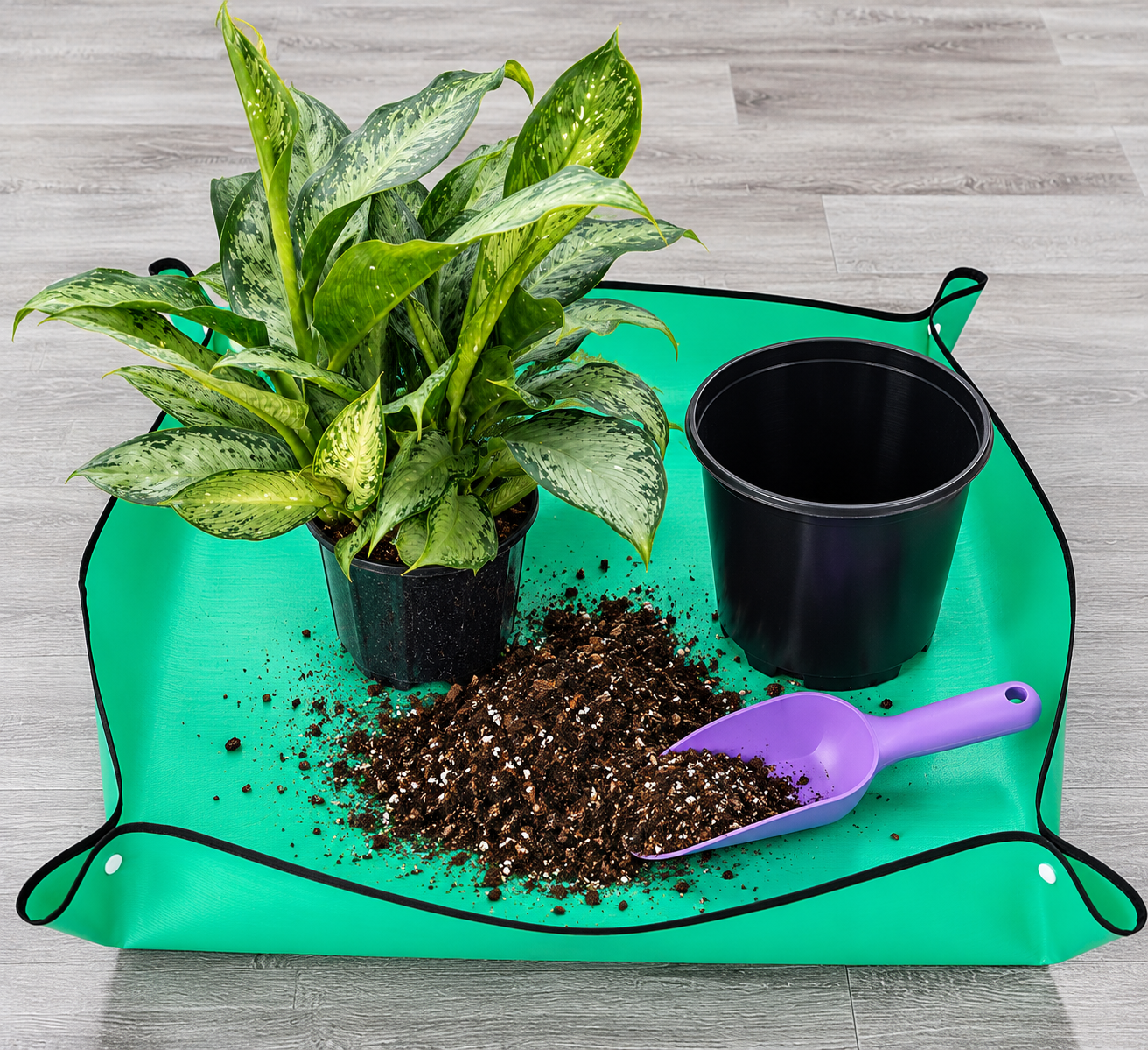Variegated Plant Repotting Setup.png