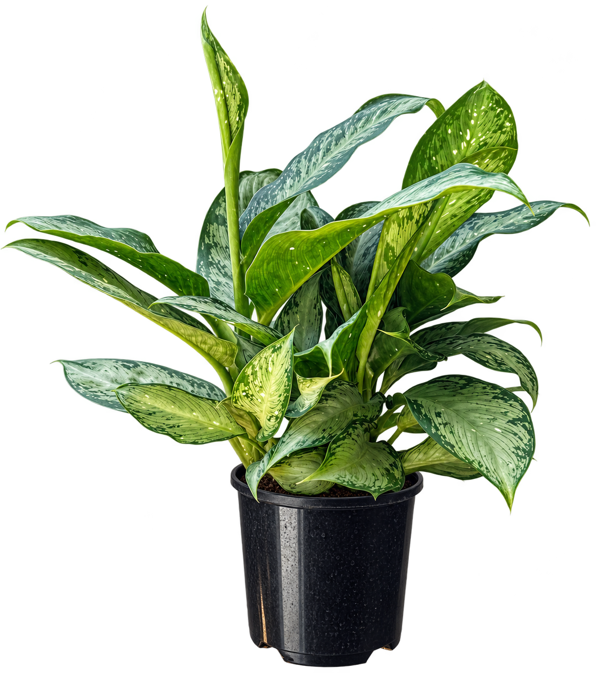 Dieffenbachia .PNG