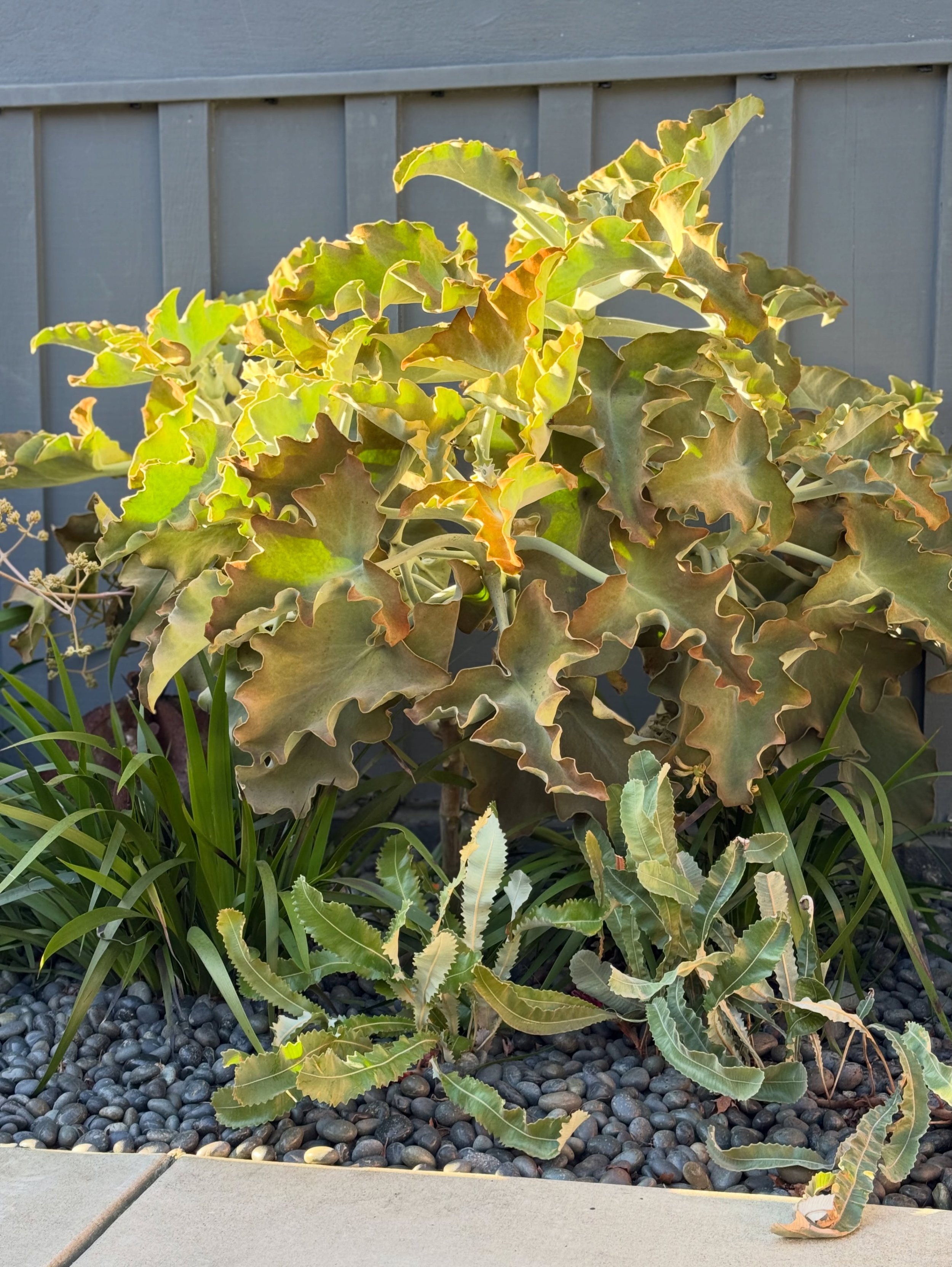 Our client said that they didn&rsquo;t want a &ldquo;pretty&rdquo; garden, to deemphasize flowers.
.
.
.
#gardendesign #landscapedesign #garden #plants #gardening