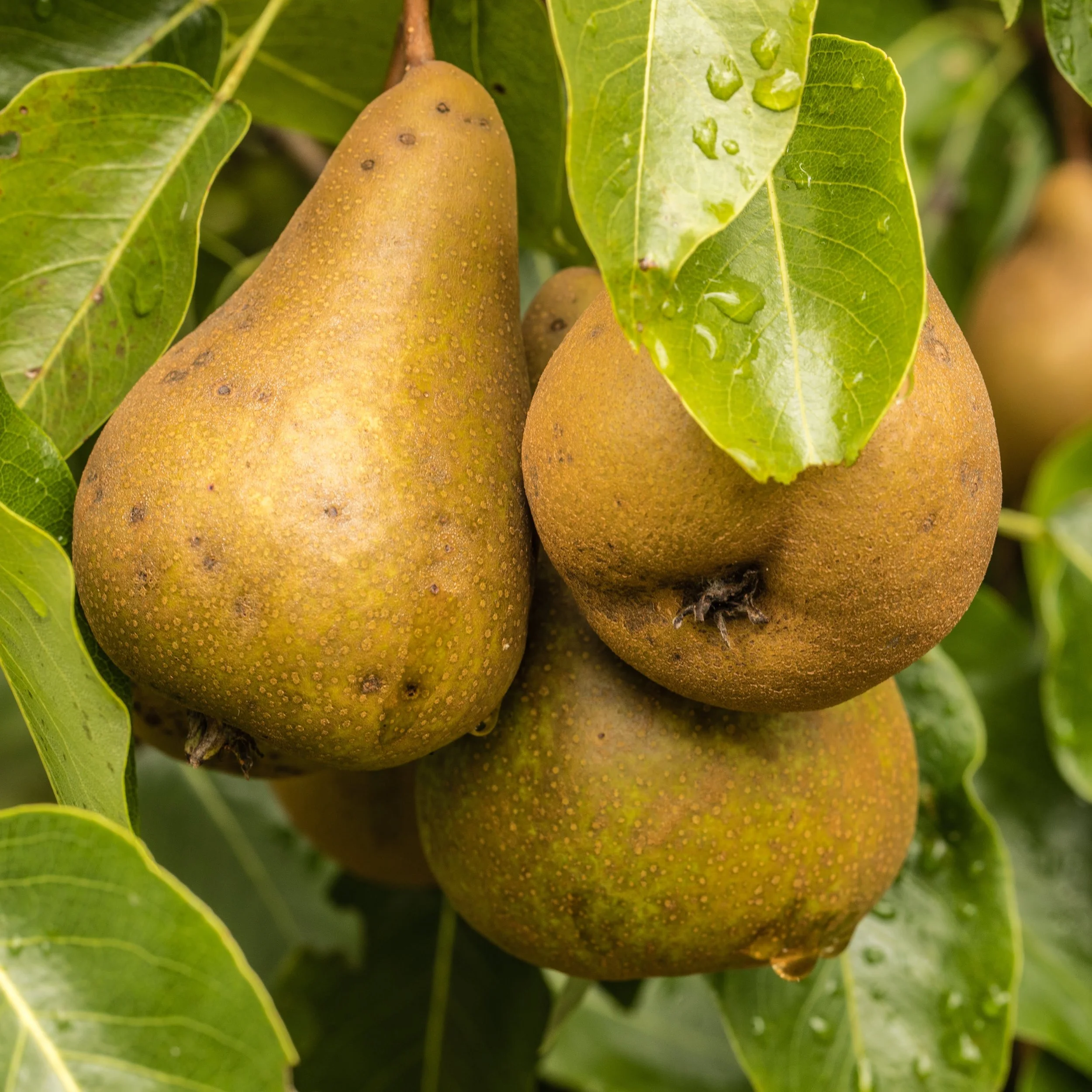 Foley Neighborhood Park Pear Glean
