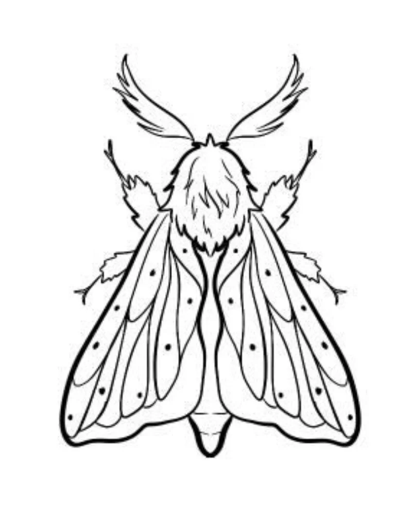 Moth