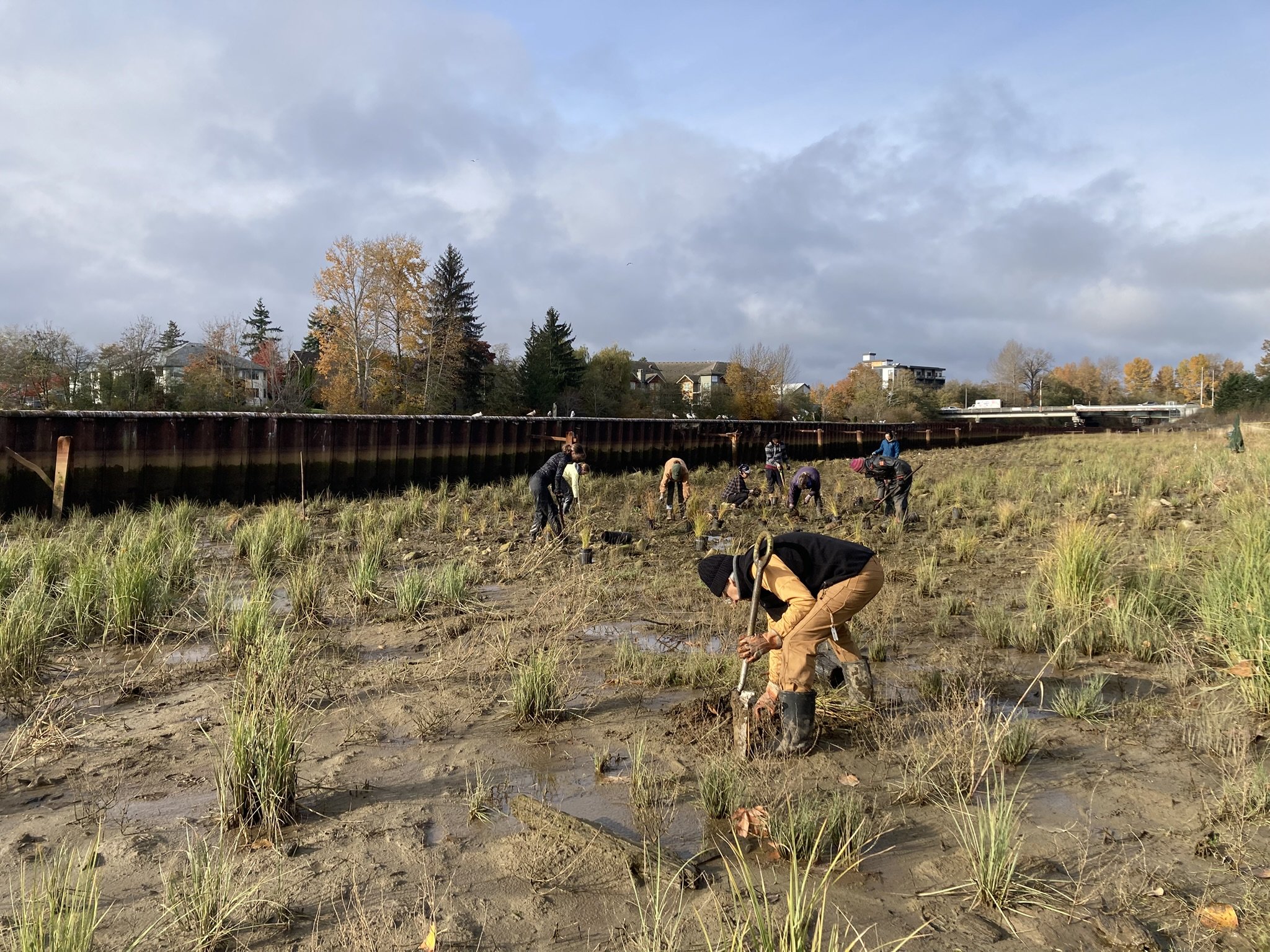 Courtenay’s Old Sawmill Restored into Thriving Wetland