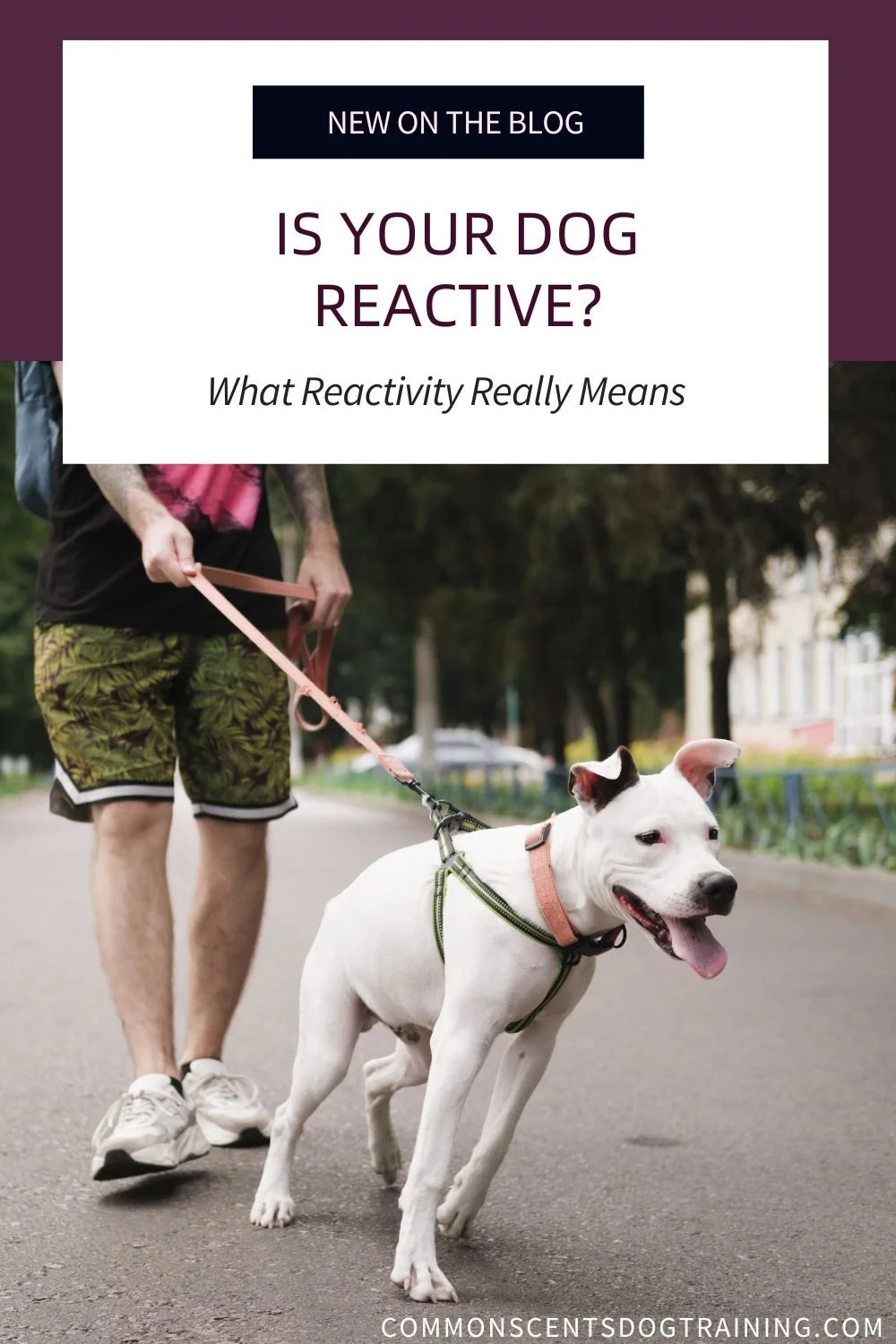 What Is a Reactive Dog? (And How It’s Different From Aggression)
