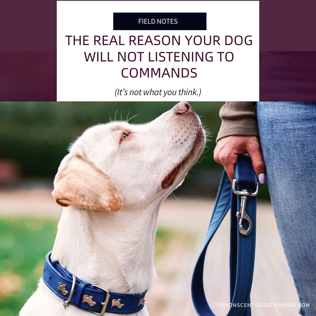 The Real Reason Your Dog Will Not Listen to Commands (It’s Not What You Think)
