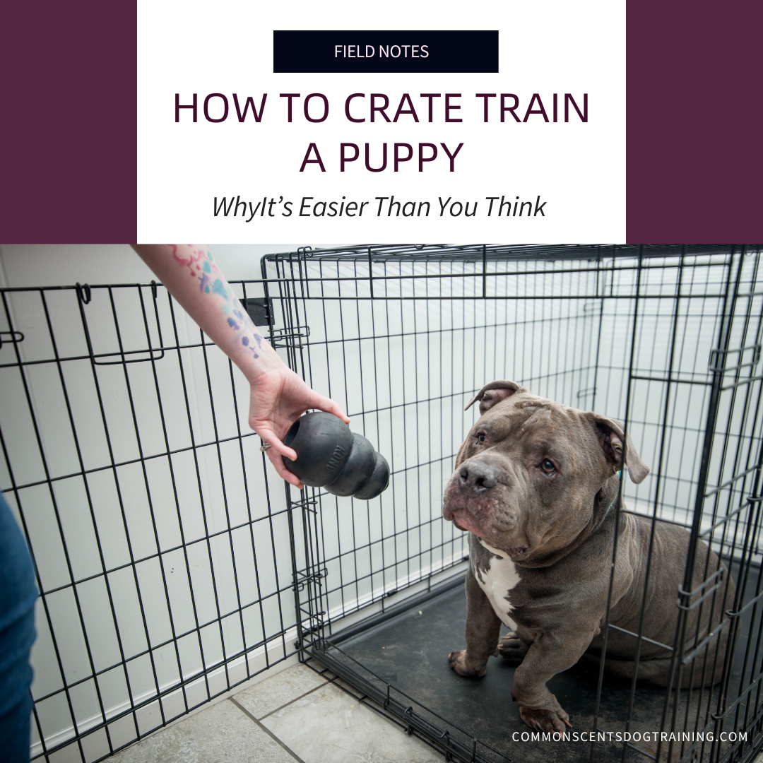 How to Crate Train a Puppy: Why It’s Easier Than You Think