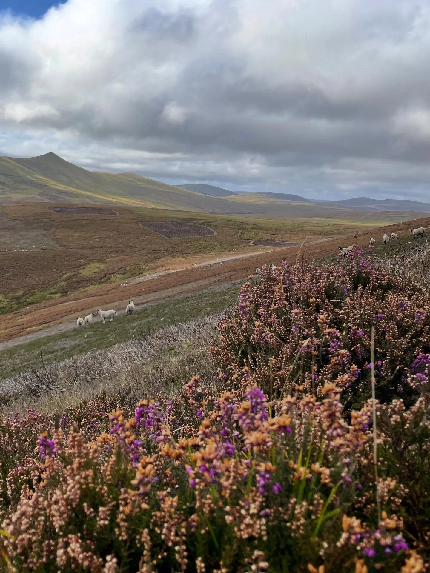 Recap of a 4 day weekend in Edinburgh.
. Started with an overnight hike in the Pentland Hills. I usually hike in the highlands but the Pentlands are easy and quick to reach with public transportation. I camped along the shores of Treipmuir reservoir.
