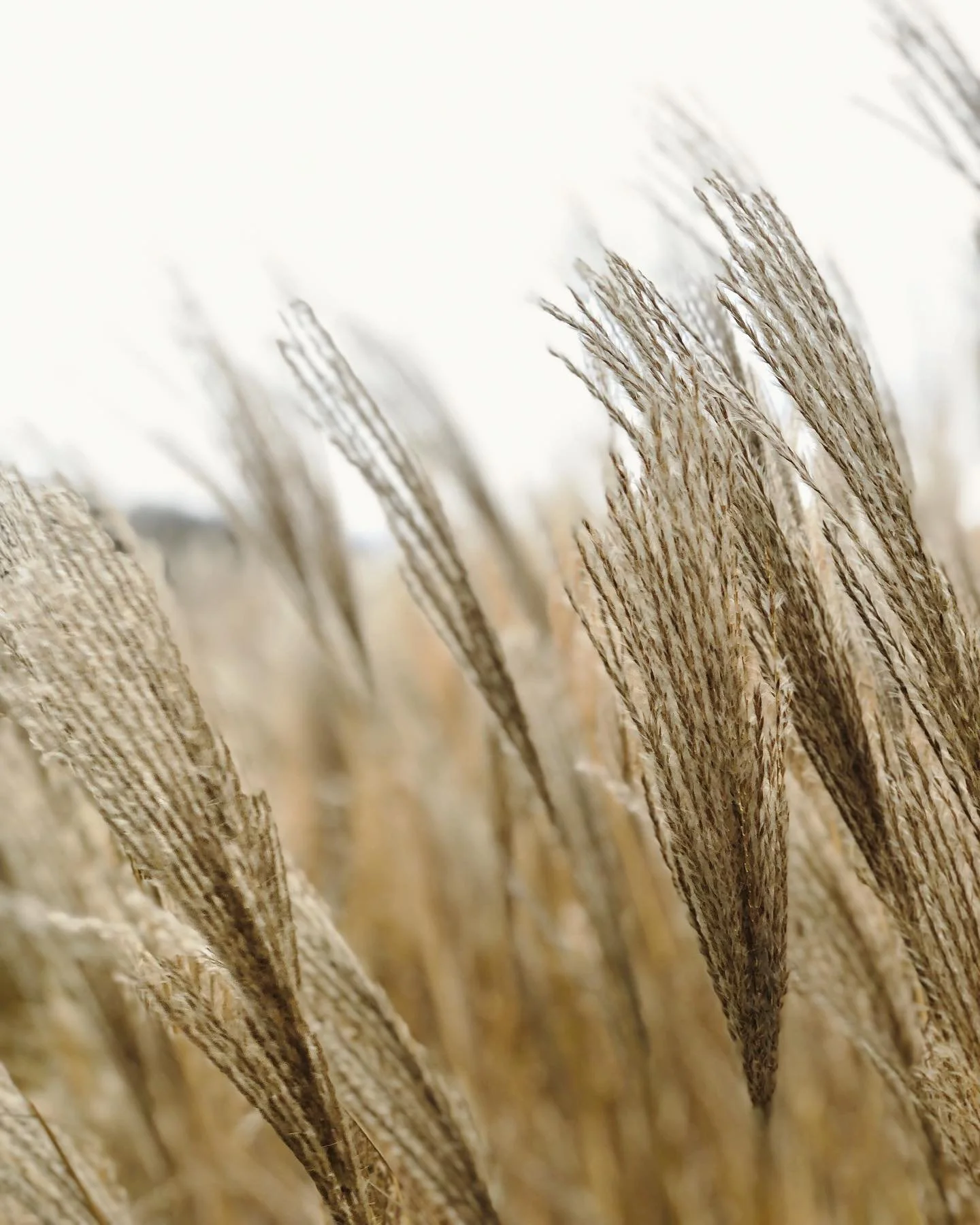 Beautiful zebra grass on the castle grounds in Fontainebleau.