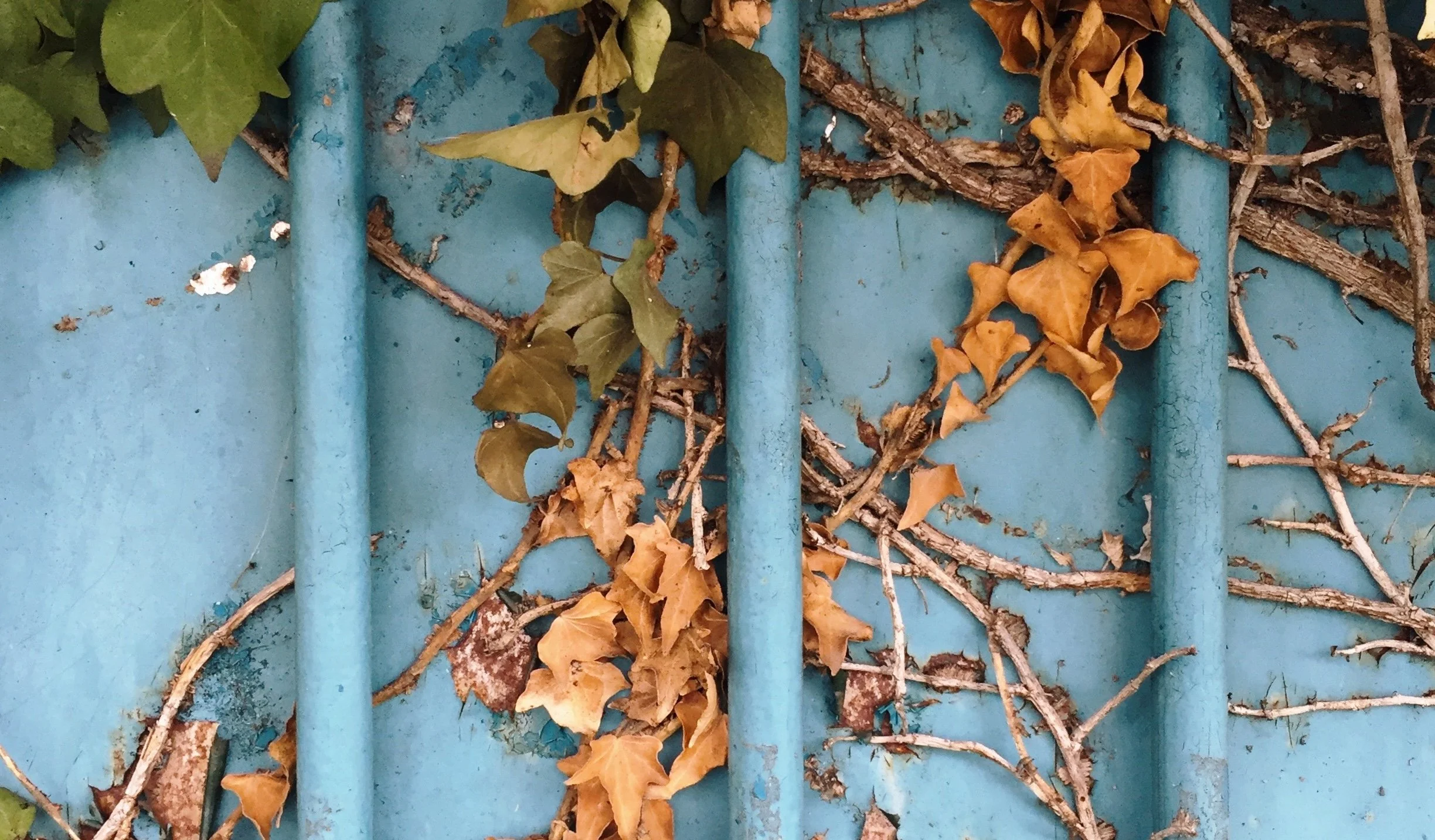 Dead and dried brown and green ivy leaves and twigs tangled on a blue metal fence.