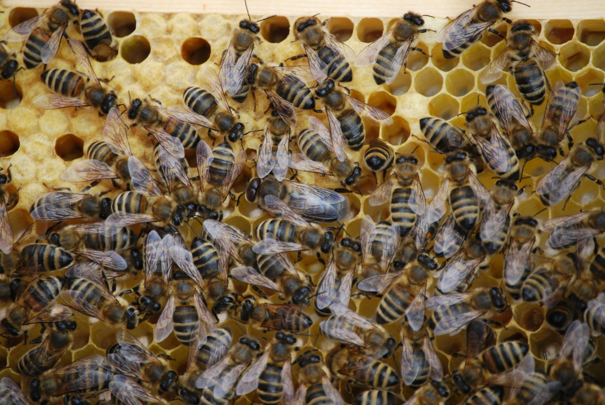 Keeping Warm: Life Inside the Hive in Winter