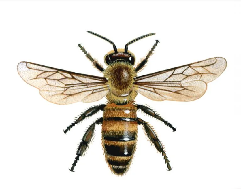 Busy busy bees! — The Grain Store Lewes