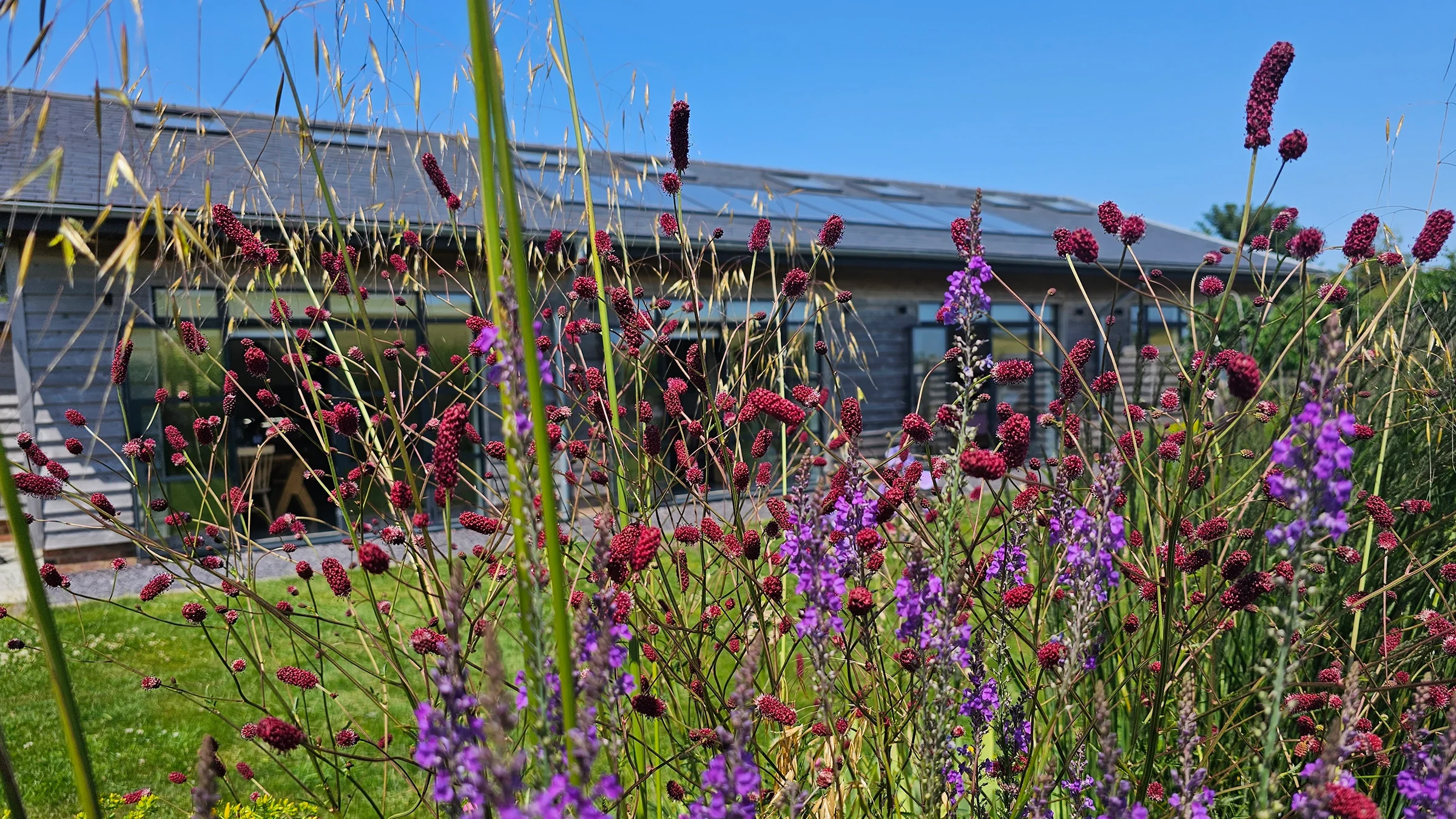 Close-up of various purple and red flowers with tall grasses and a house with a sloped roof in the background under a clear blue sky.