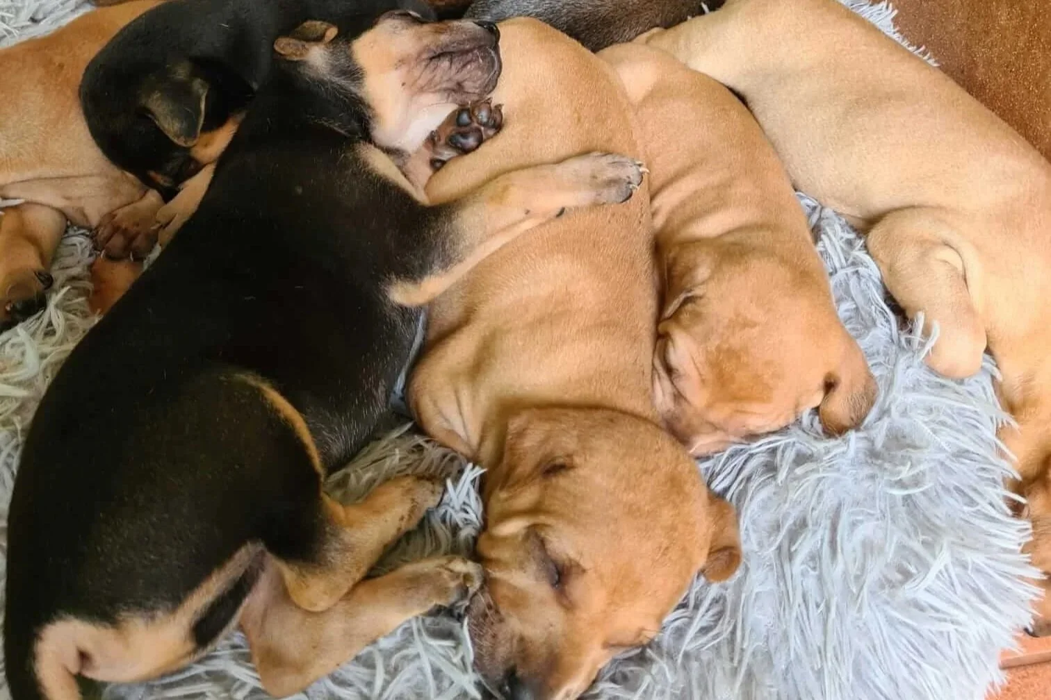 Intrepid donate CCTV system for animal rescue centre…