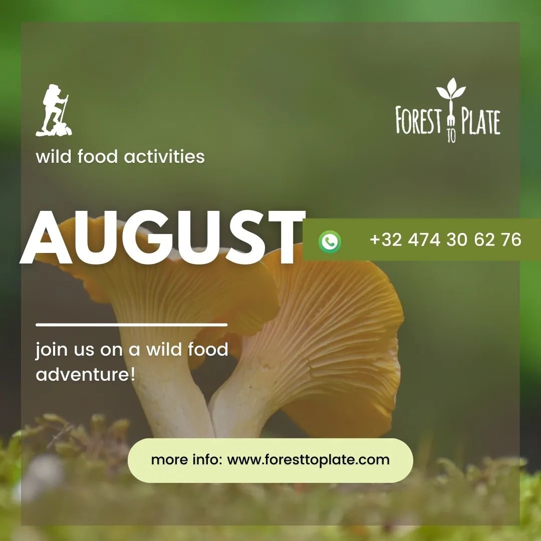 Join one of our wild food activities in August!
