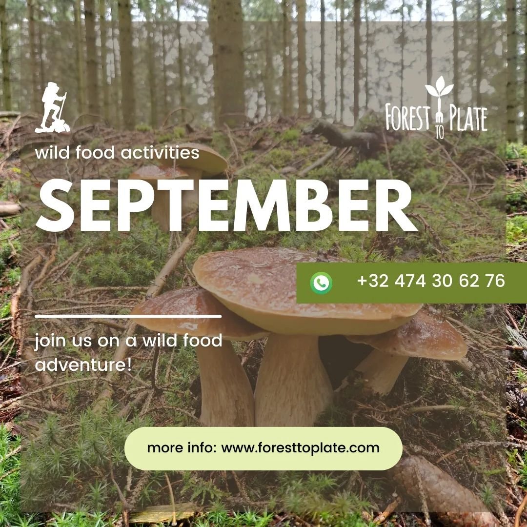 Join us on one of our wild food activities in september!