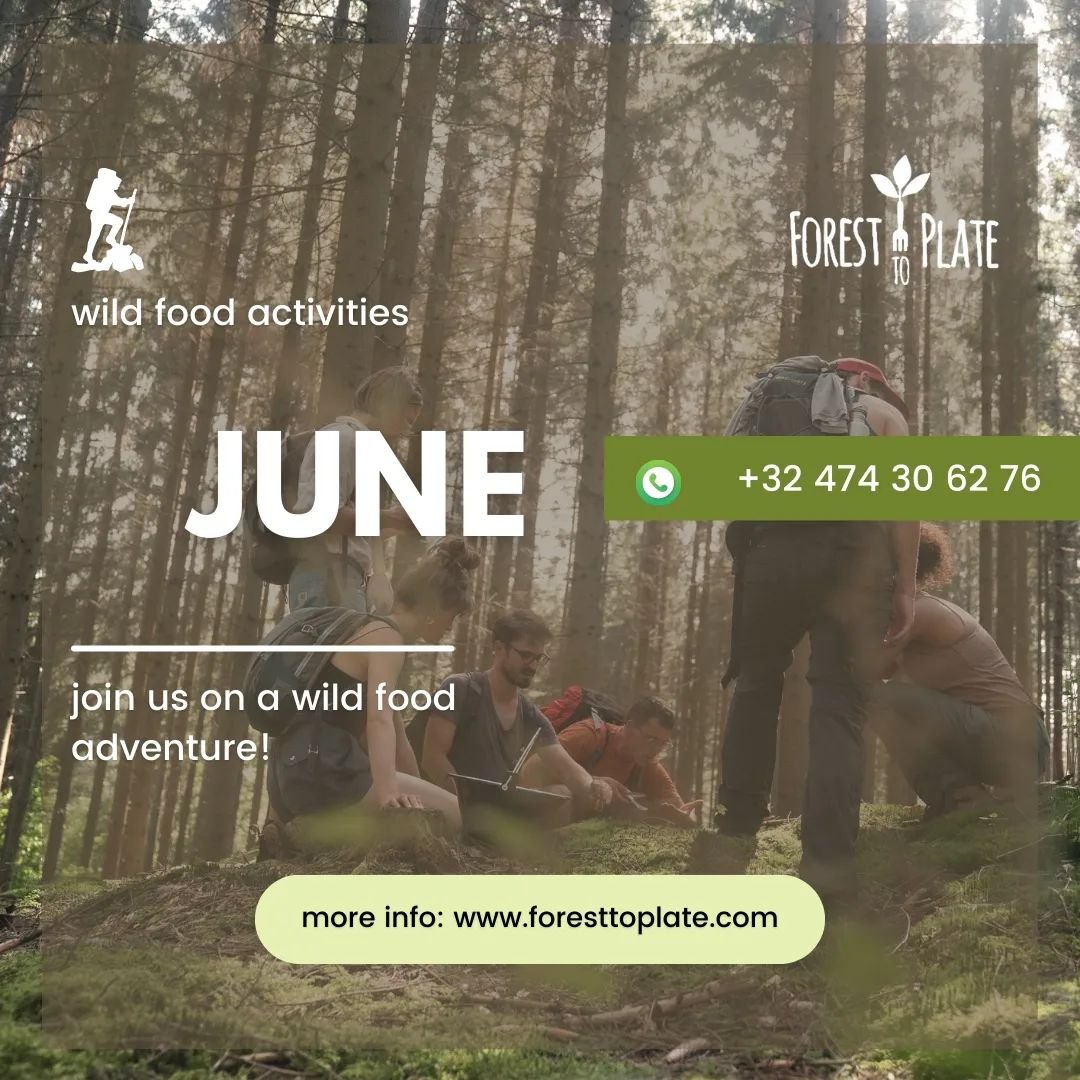 Join one of our wild food activities in June!