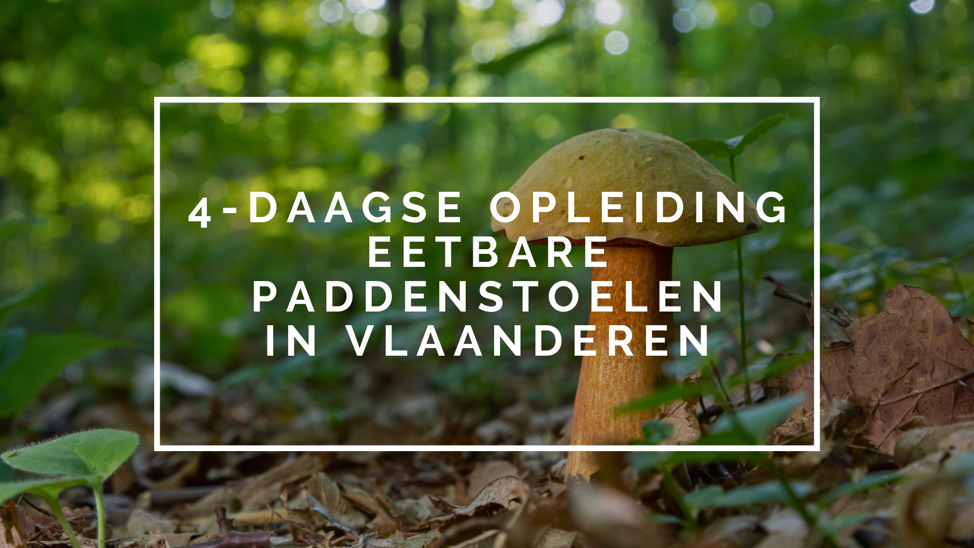 Opleiding Paddenstoelen Vlaanderen 2026