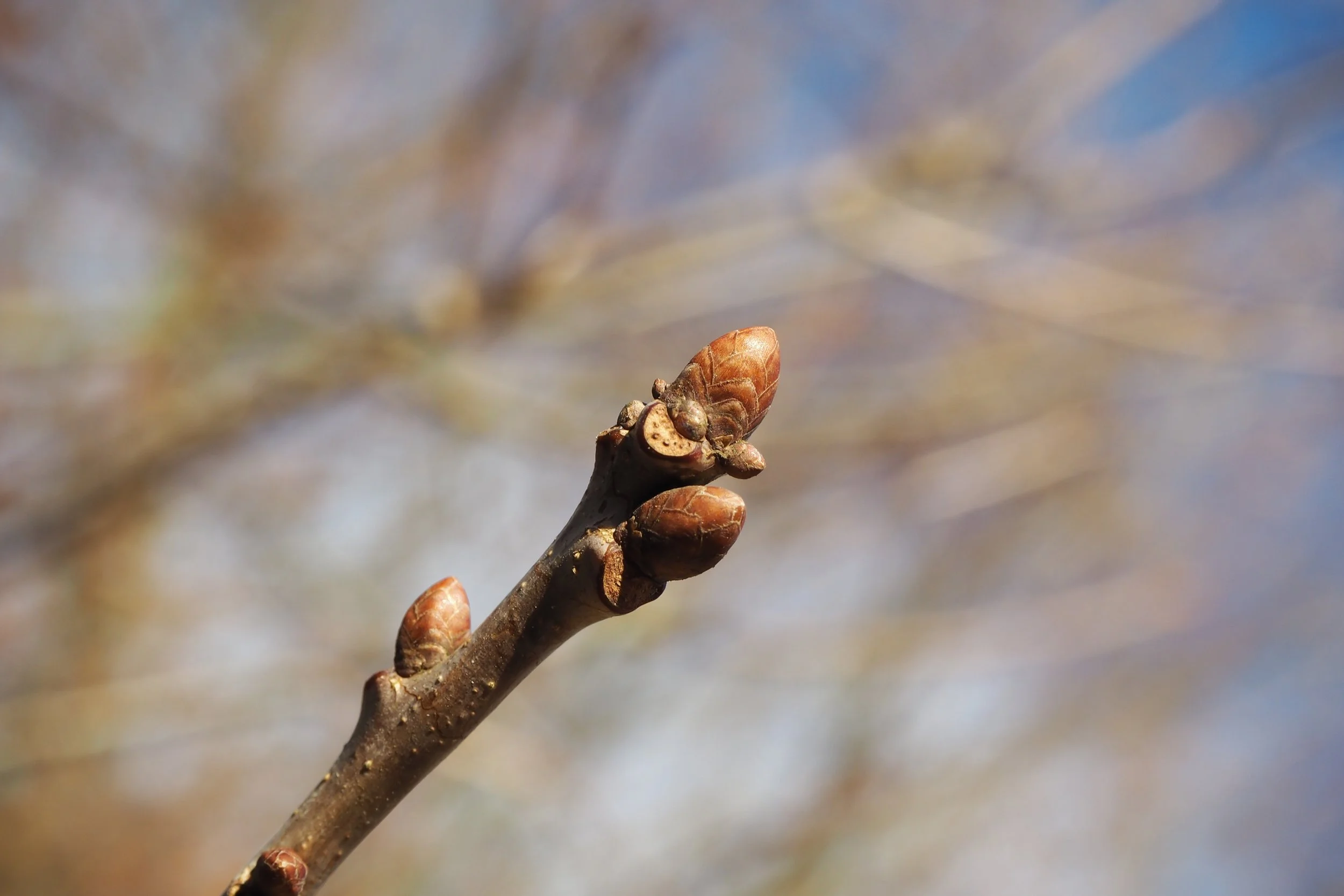Kopie van shutterstock_1042066549.jpg