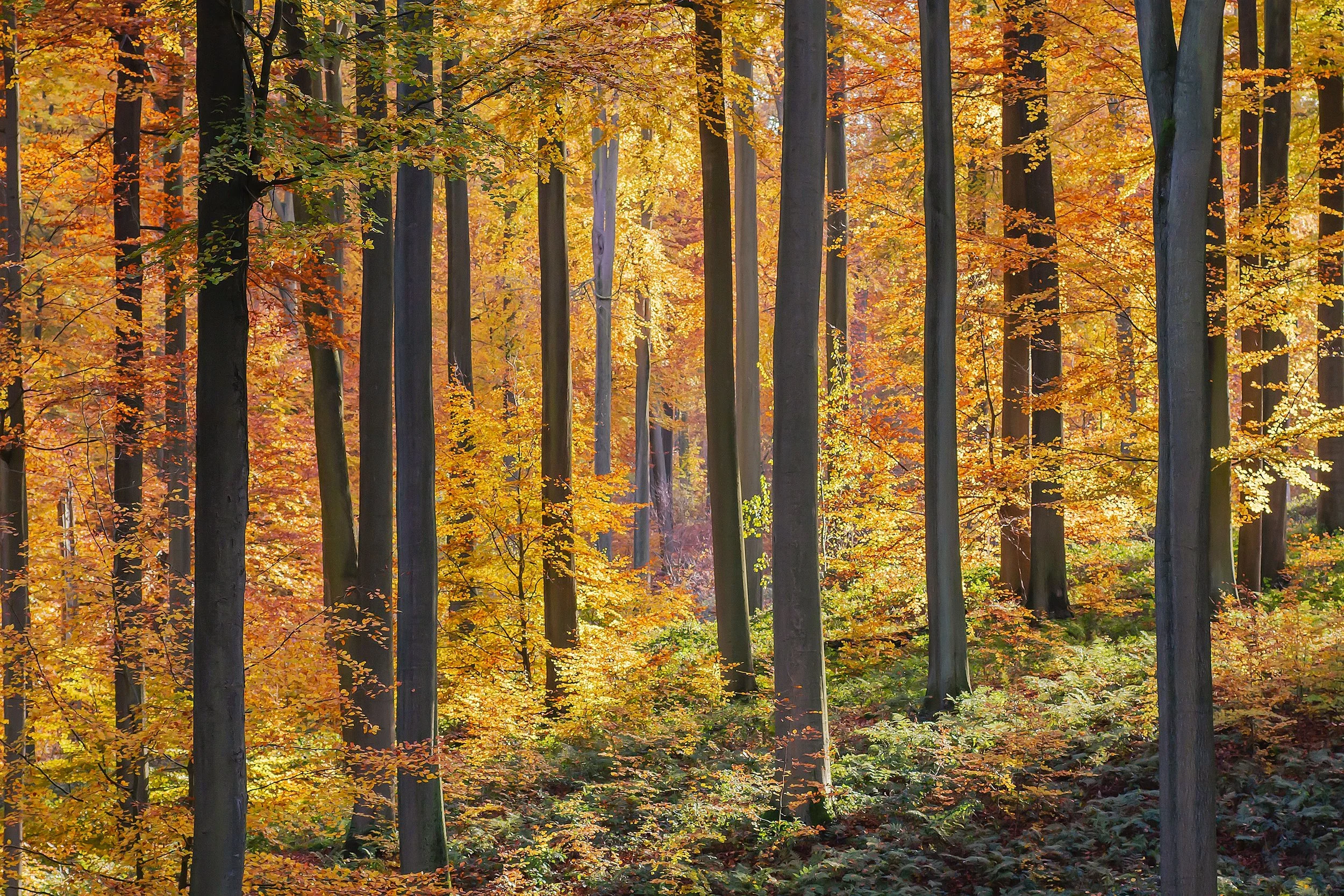 shutterstock_2055842513 (2).jpg