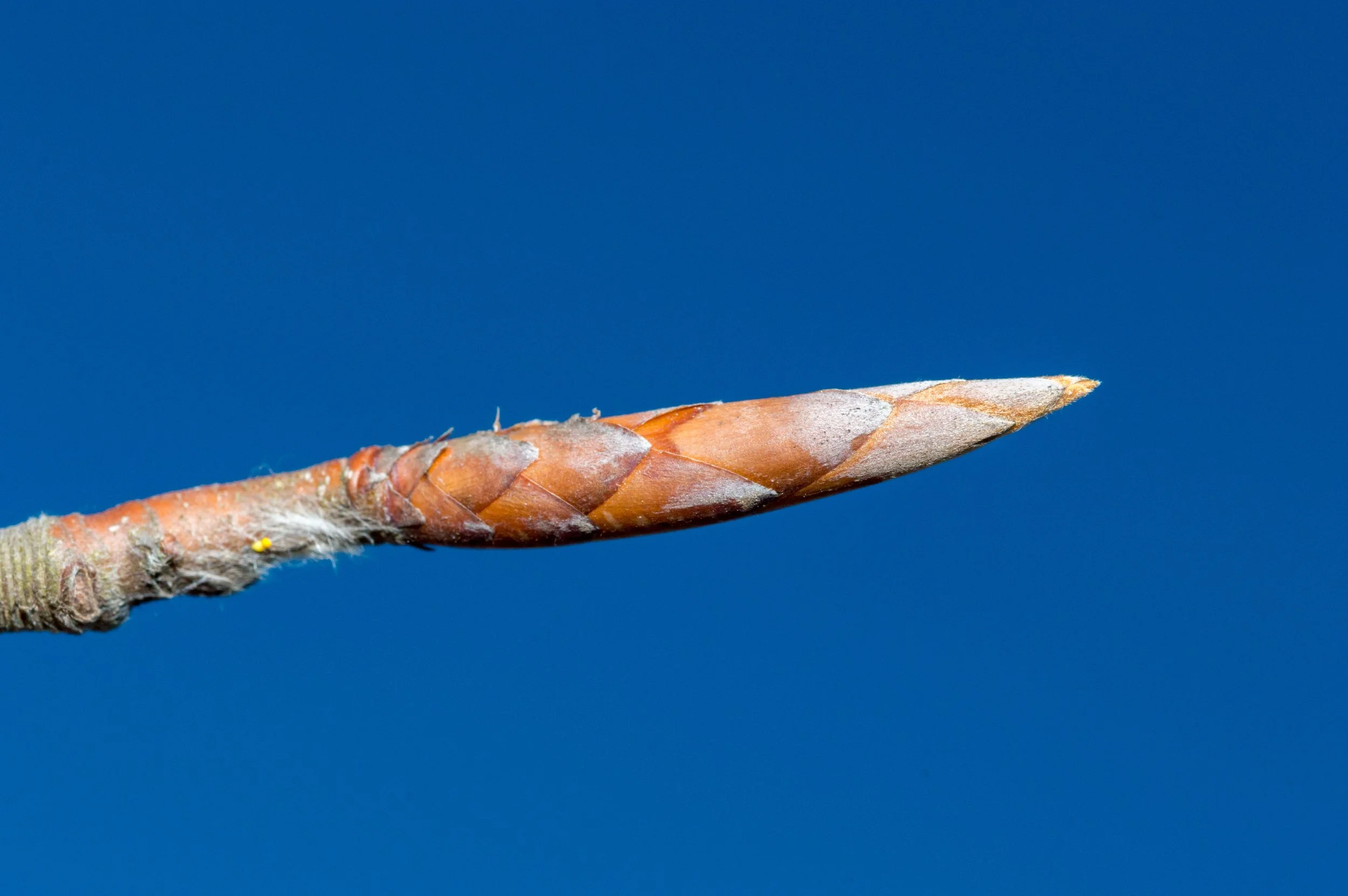 shutterstock_2145642007 (1).jpg