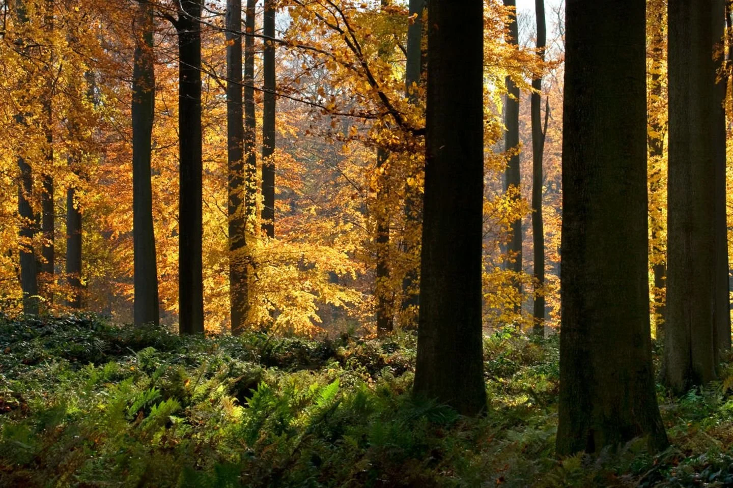 Herken eenvoudig 10 inheemse boomsoorten