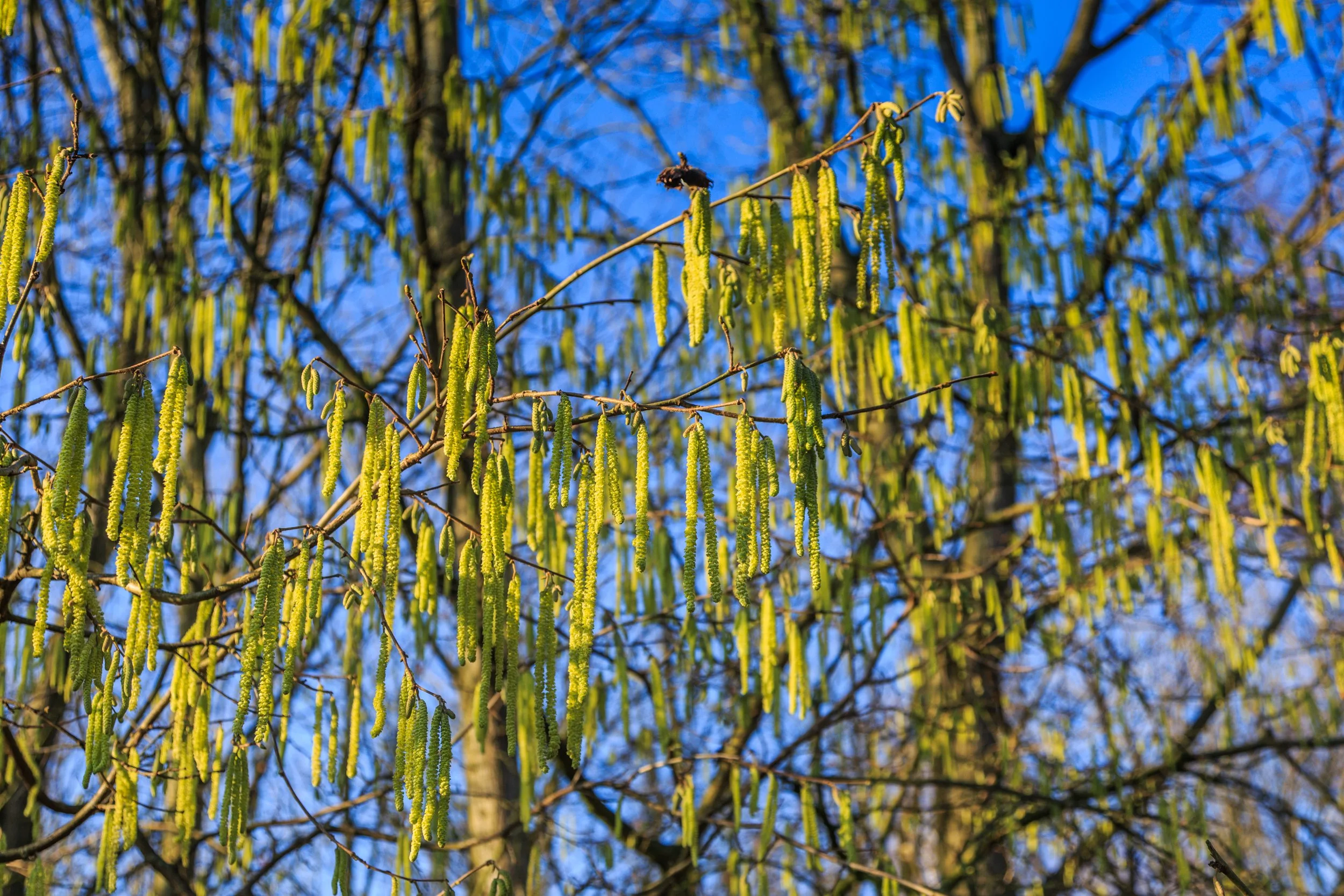 Kopie van shutterstock_789831778.jpg