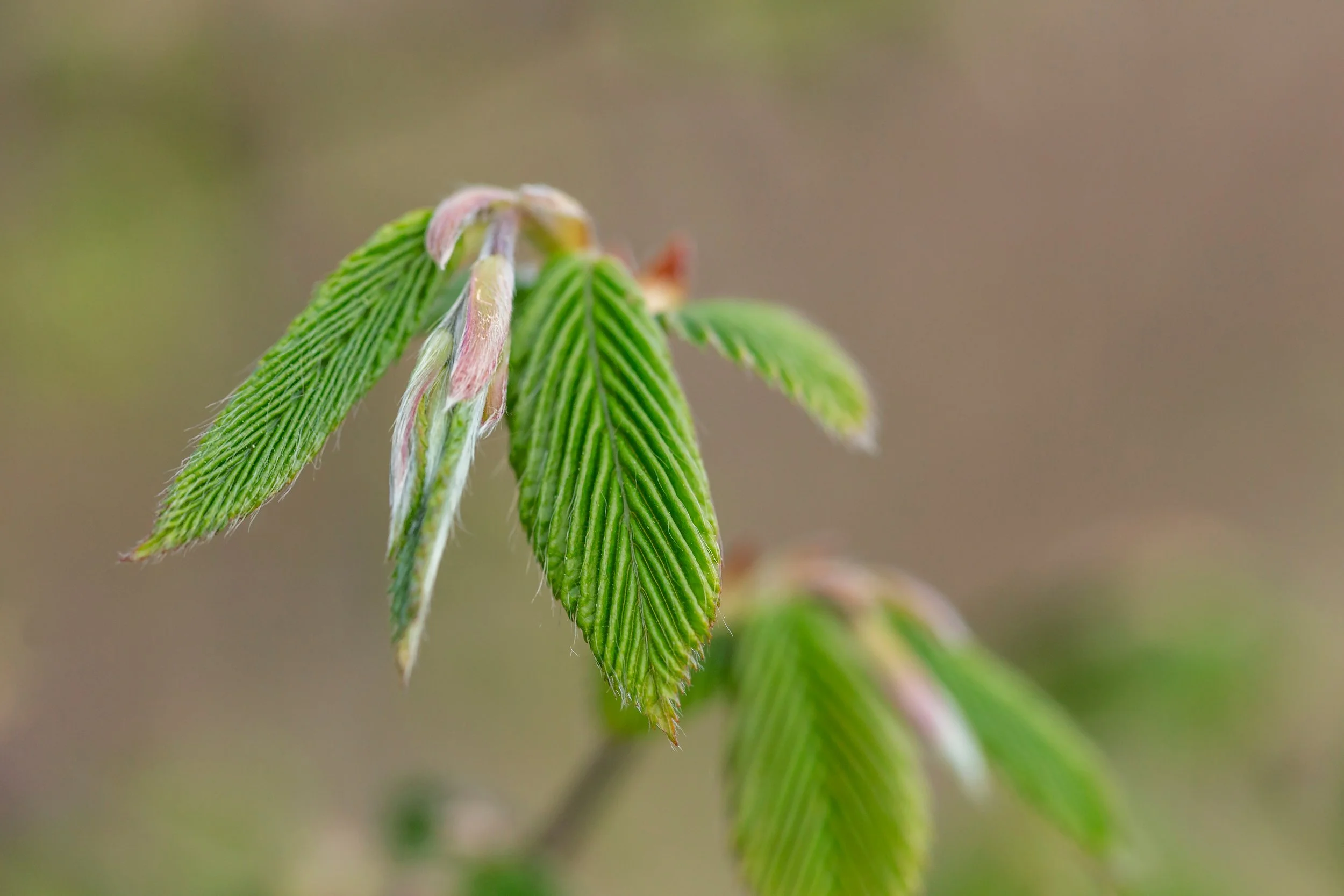 Kopie van shutterstock_1732654091.jpg