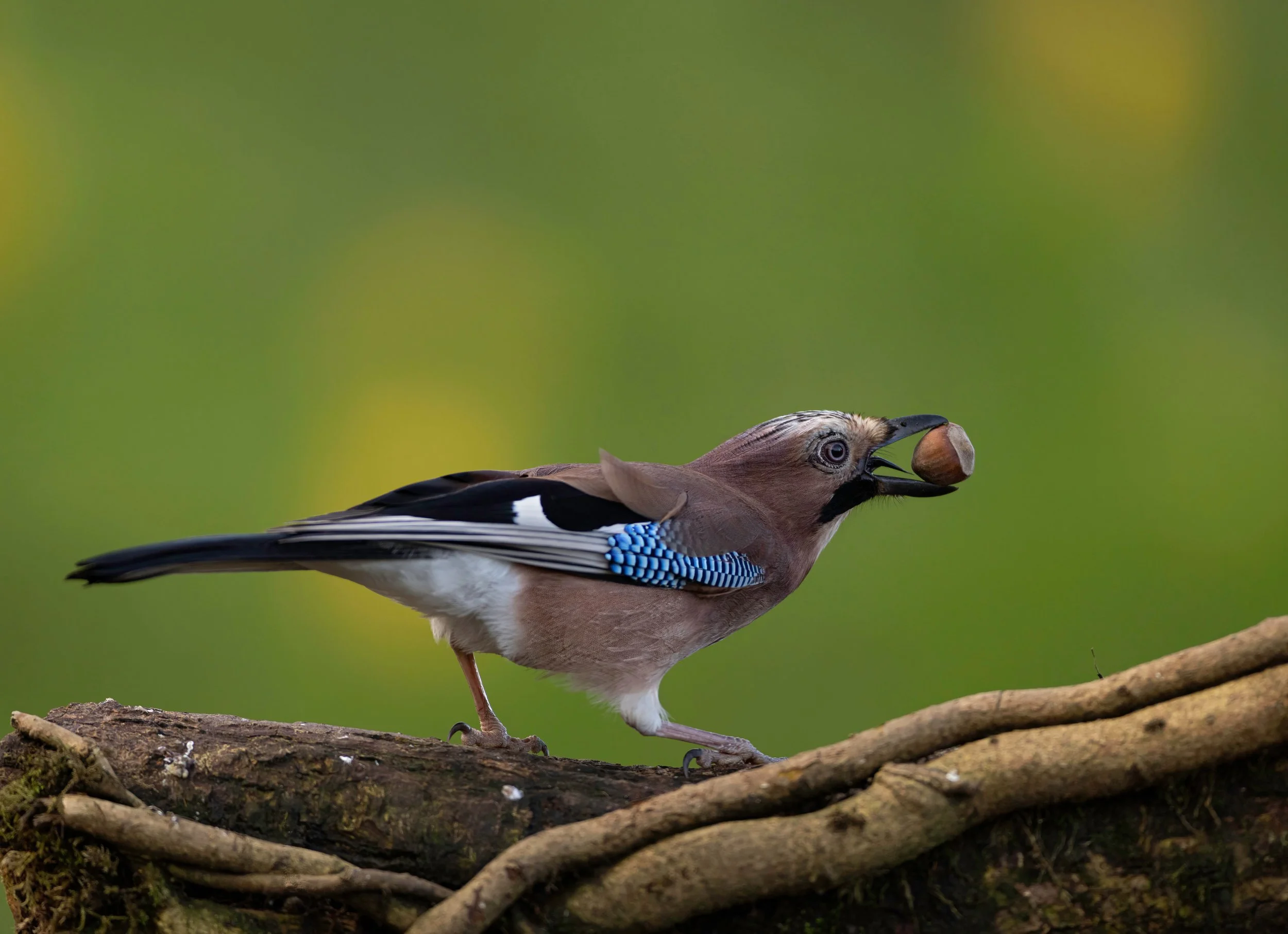 Kopie van shutterstock_2098472245.jpg