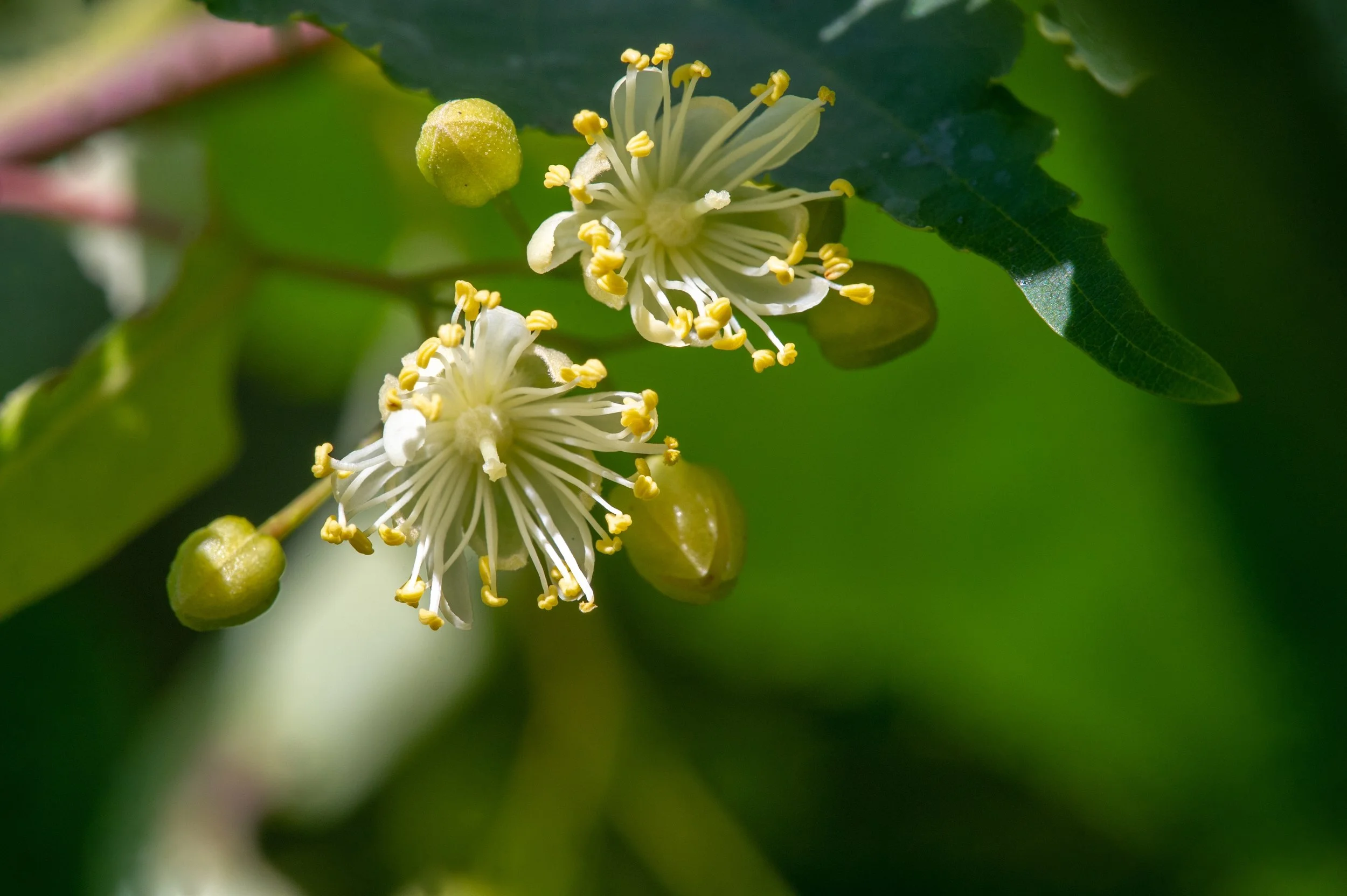 Kopie van shutterstock_2070991991.jpg