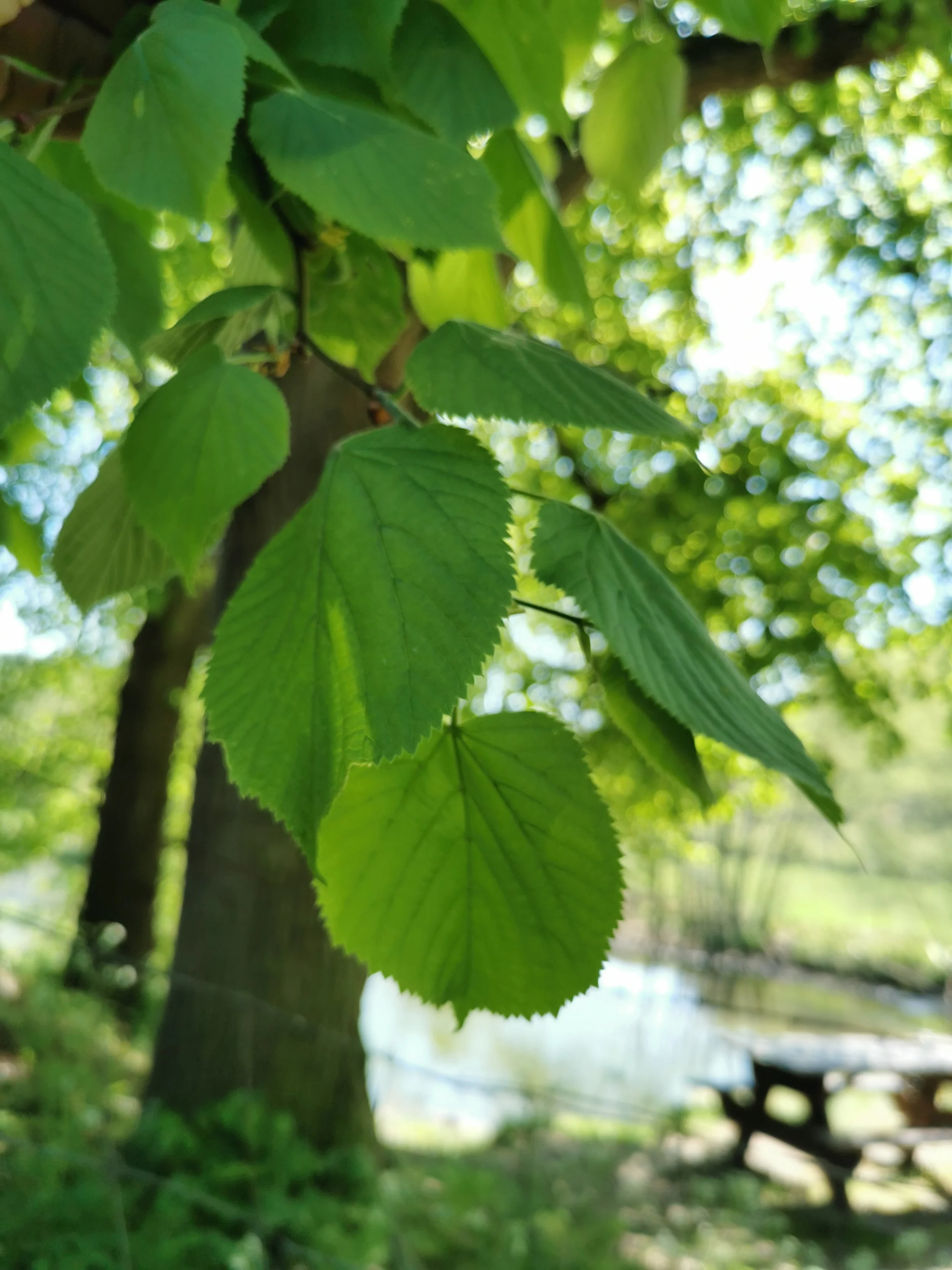 Kopie van IMG_20200422_144835 (1).jpg