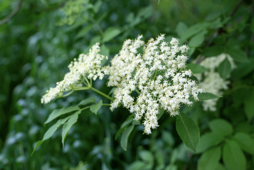 Kopie van detail vlier.png