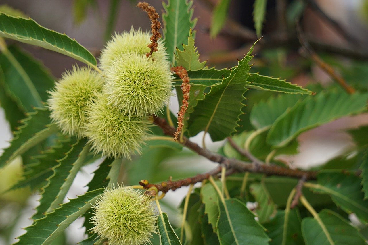 lenahelfinger-sweet-chestnut-5562089_1280.jpg