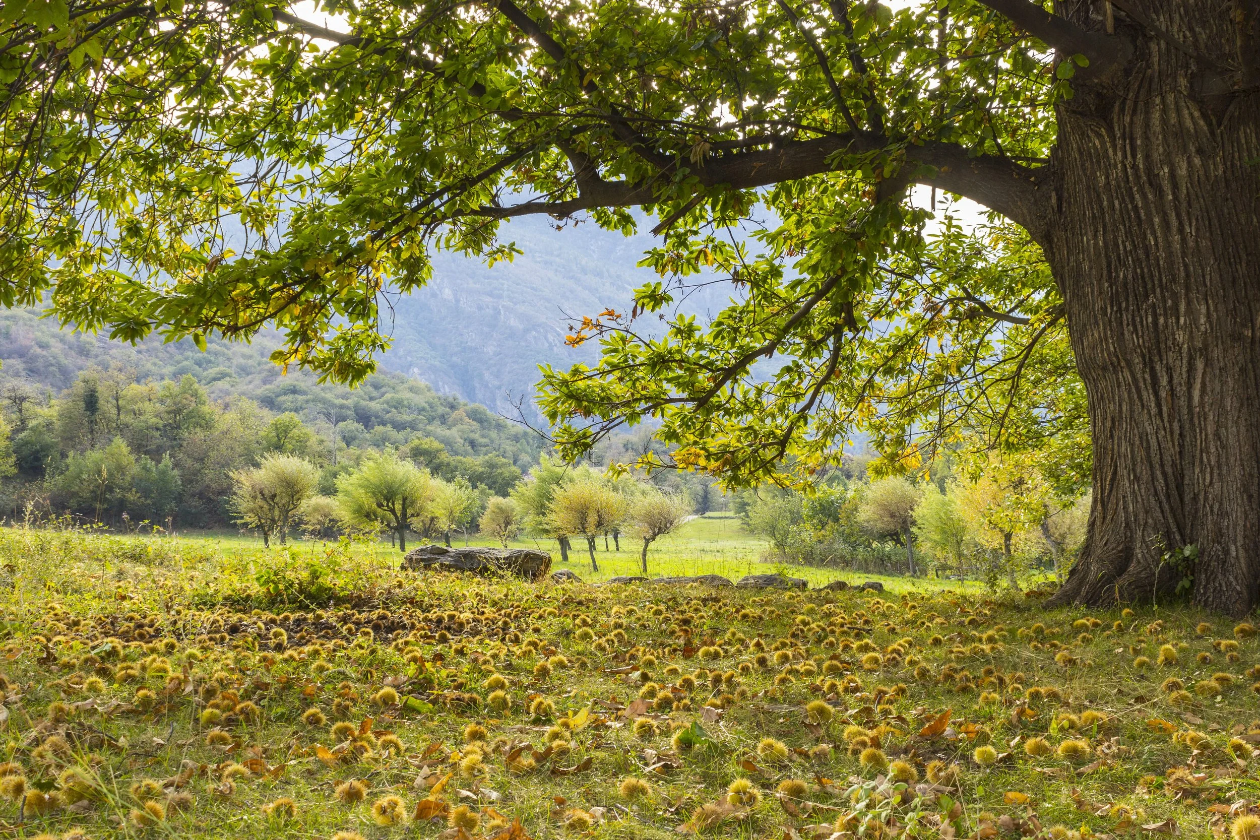 Kopie van shutterstock_715094686 (1).jpg