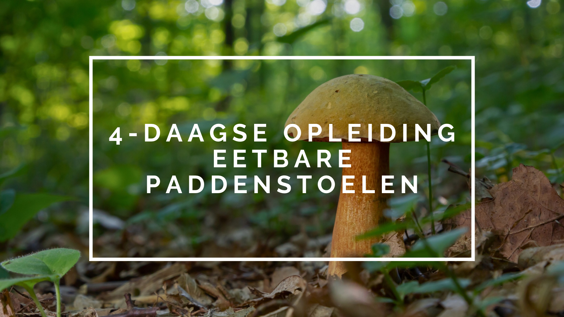 4-daagse Cursus Eetbare Paddenstoelen