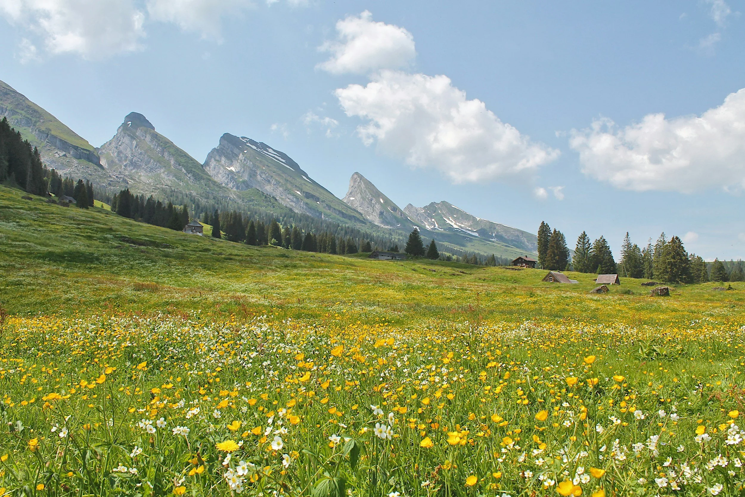 Herboristen 7 daagse in de Franse Alpen 