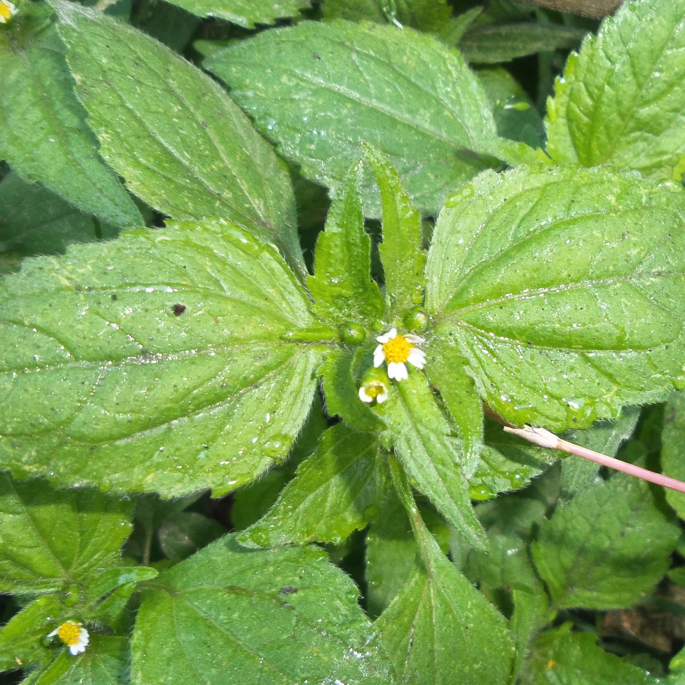 knopkruid