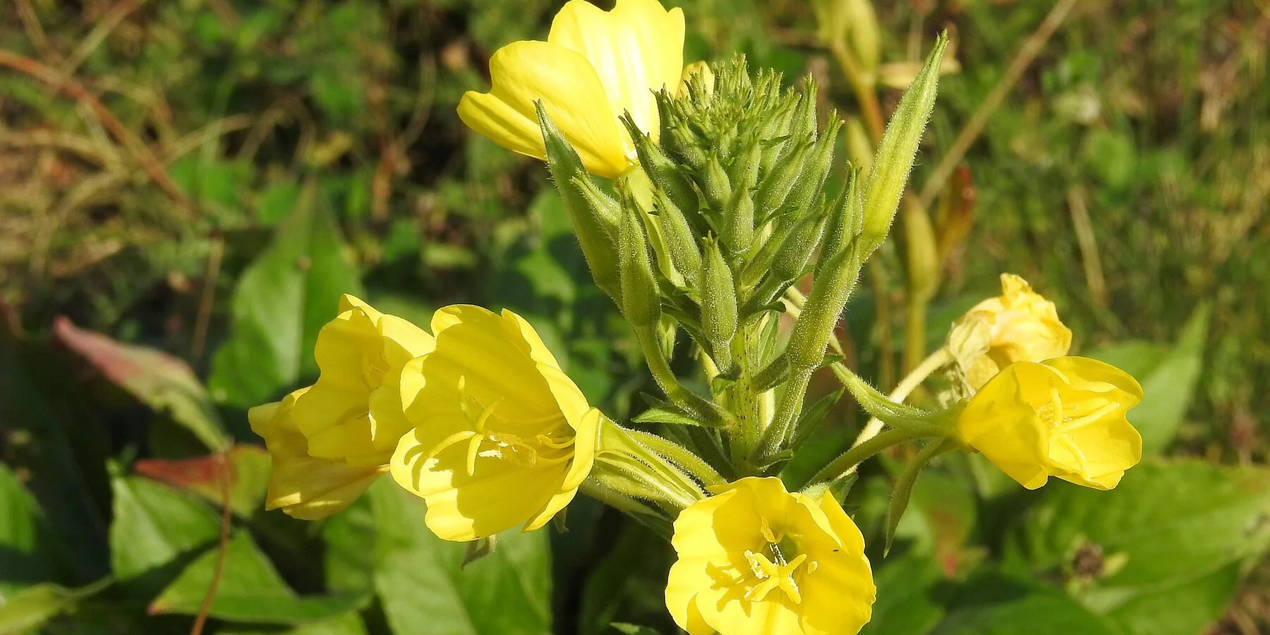 teunisbloem