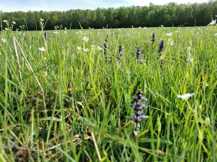 hoe wildplukkers zorgen voor meer natuur