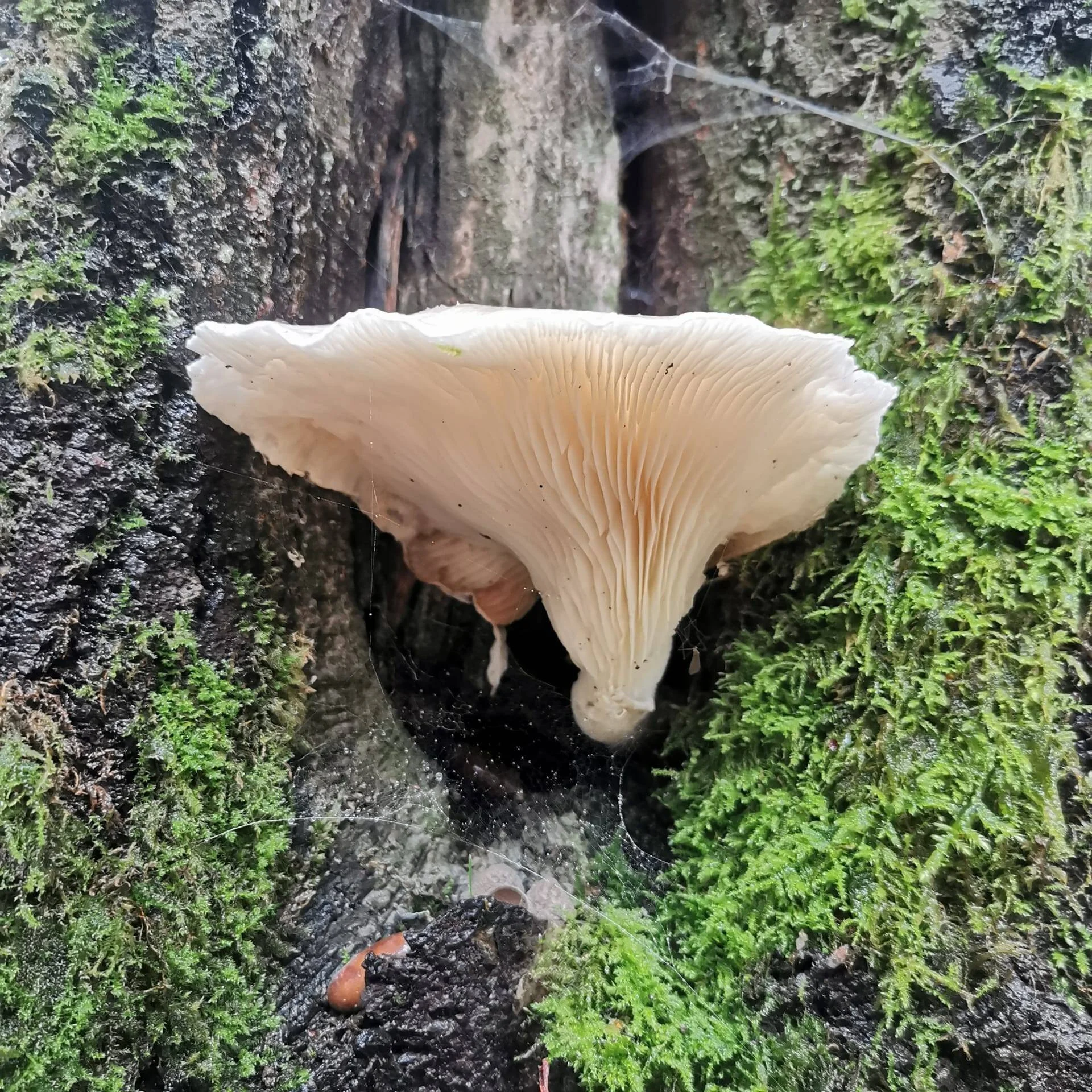 oesterzwam